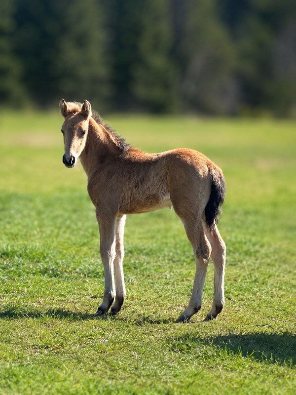 A young foal with a light brown coat standing on a grassy field with trees in the background.