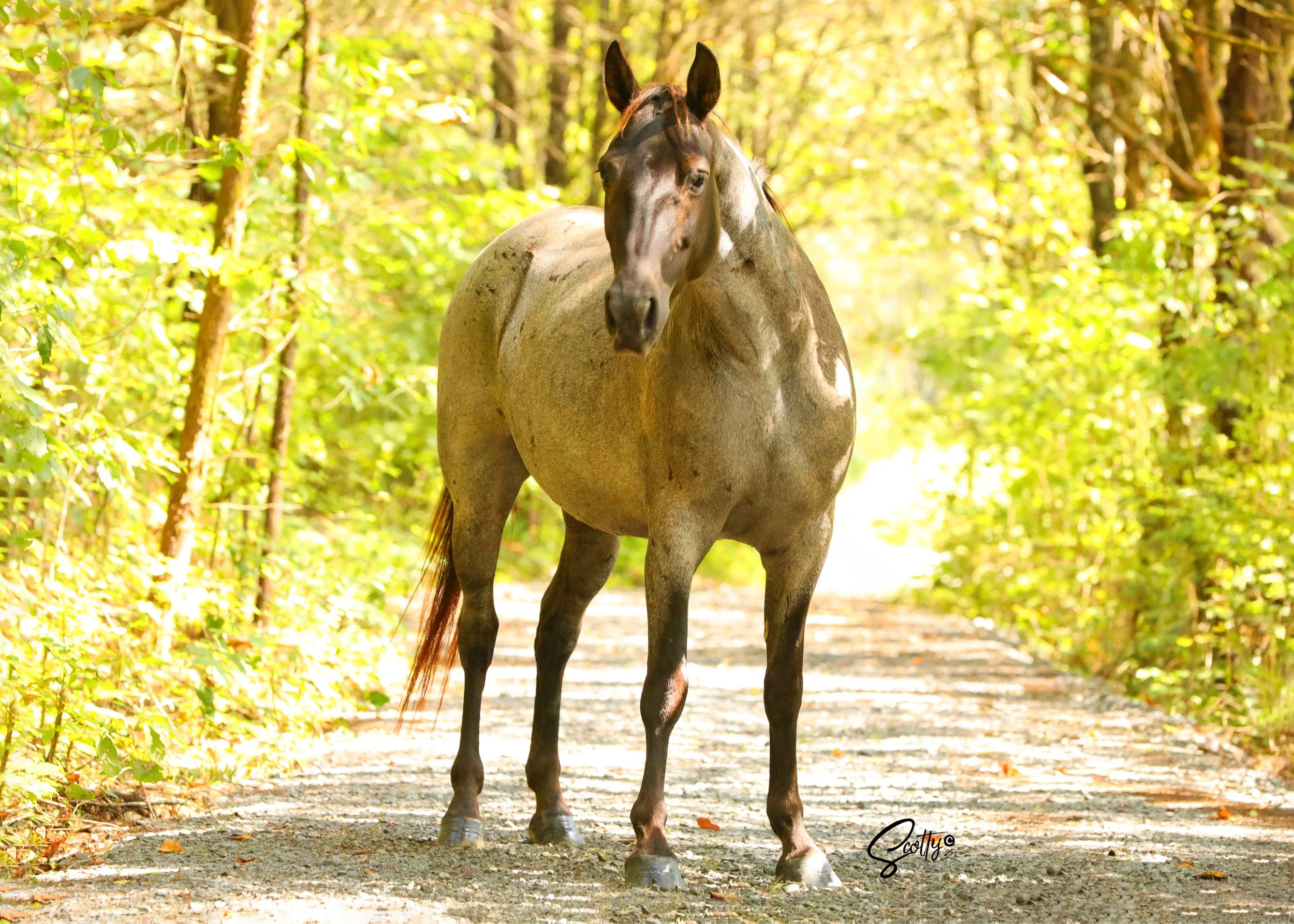 A brown horse standing on a dirt path in a dense, sunlit forest with green foliage.