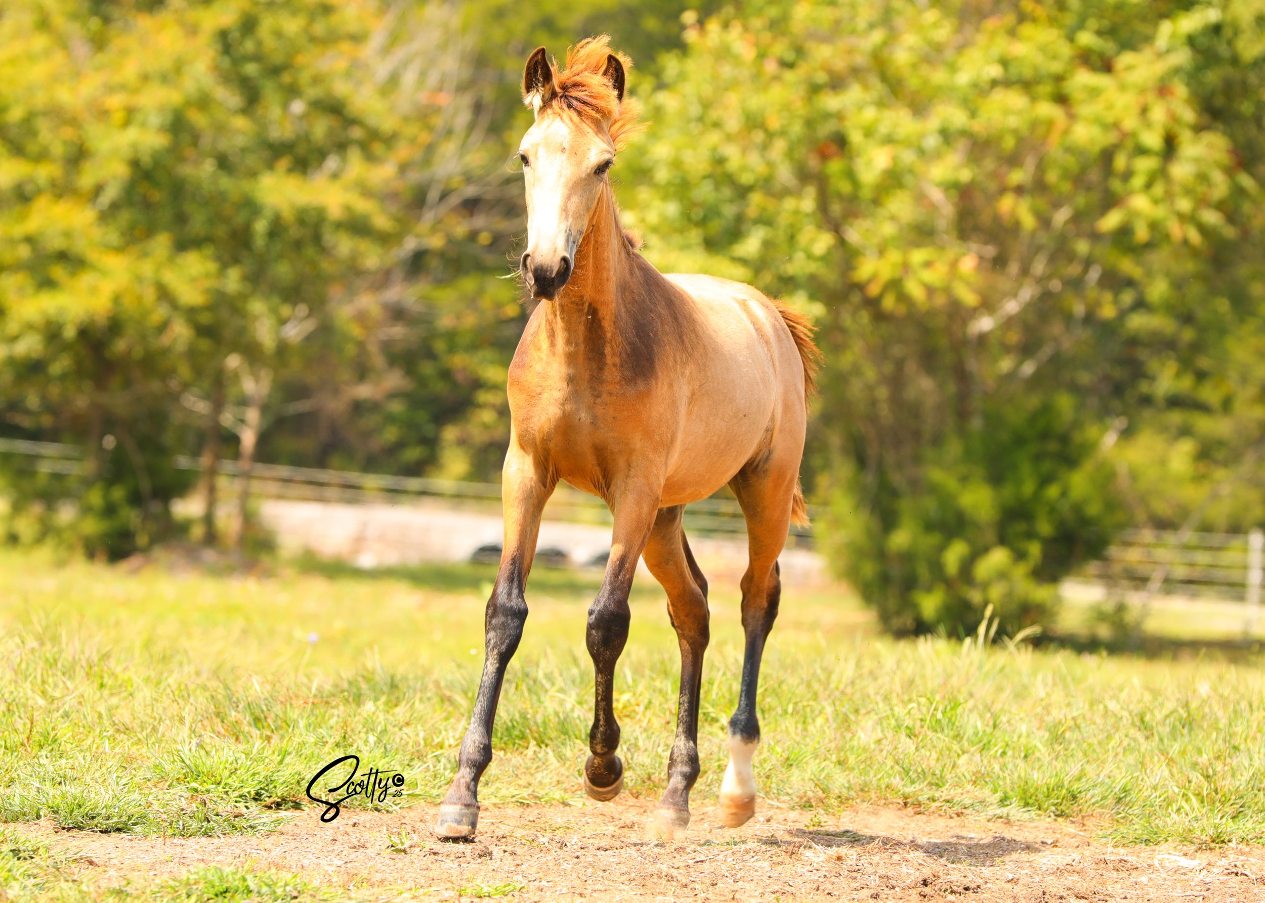 Rocky Mountain Horse foal at American Dream Horse near Nashville, Tennessee