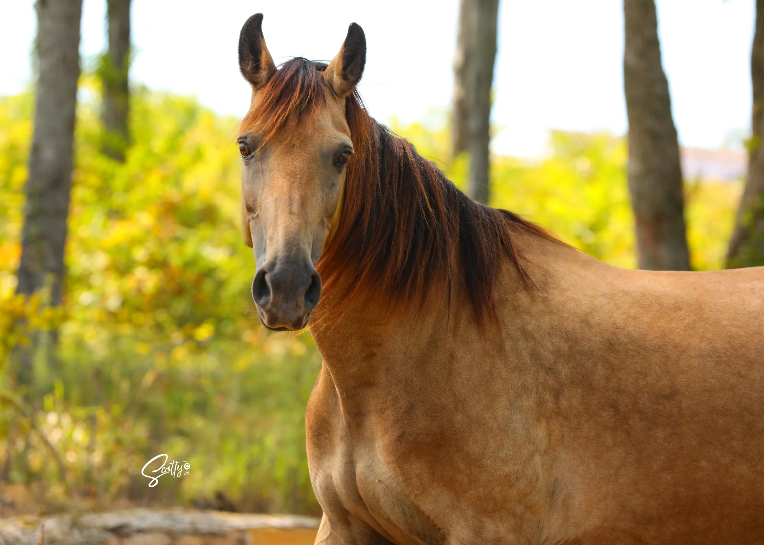 A close-up of a brown horse with a mane, standing outdoors with trees and yellow-green foliage in the background.