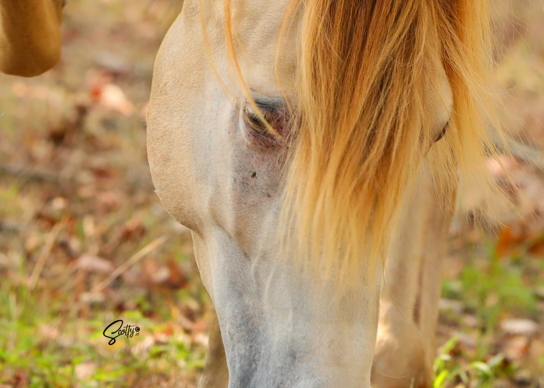 Acadiana's Veni Vidi Vici, classic cream champagne Rocky Mountain Horse stallion at American Dream Horse near Nashville, Tennessee.