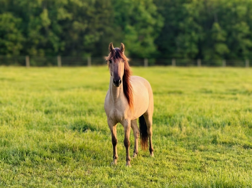 A light brown horse with a darker mane standing on green grass in a fenced pasture, trees in the background, during daytime.