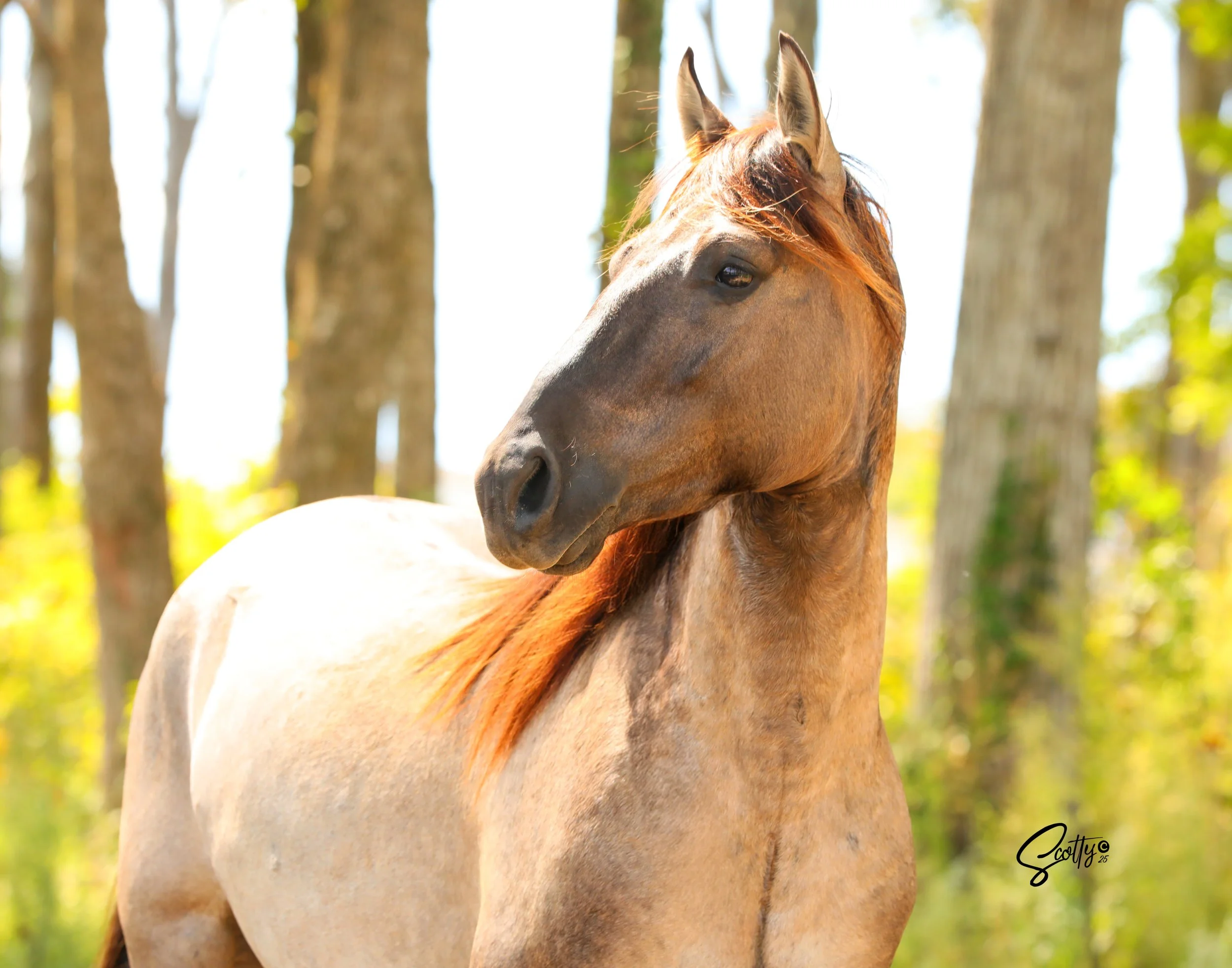 Close-up of a brown horse with a dark mane, standing outdoors in a wooded area with tall trees and sunlight filtering through the leaves.