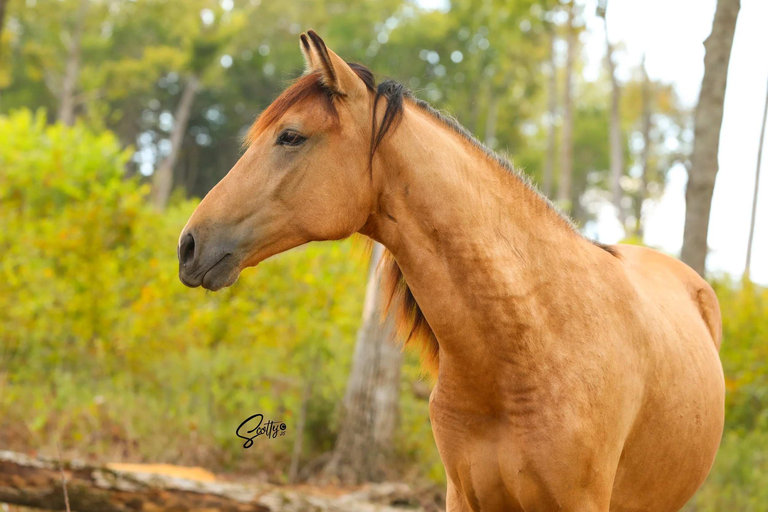 Profile of a brown horse with a dark mane standing in a wooded area with green trees in the background.