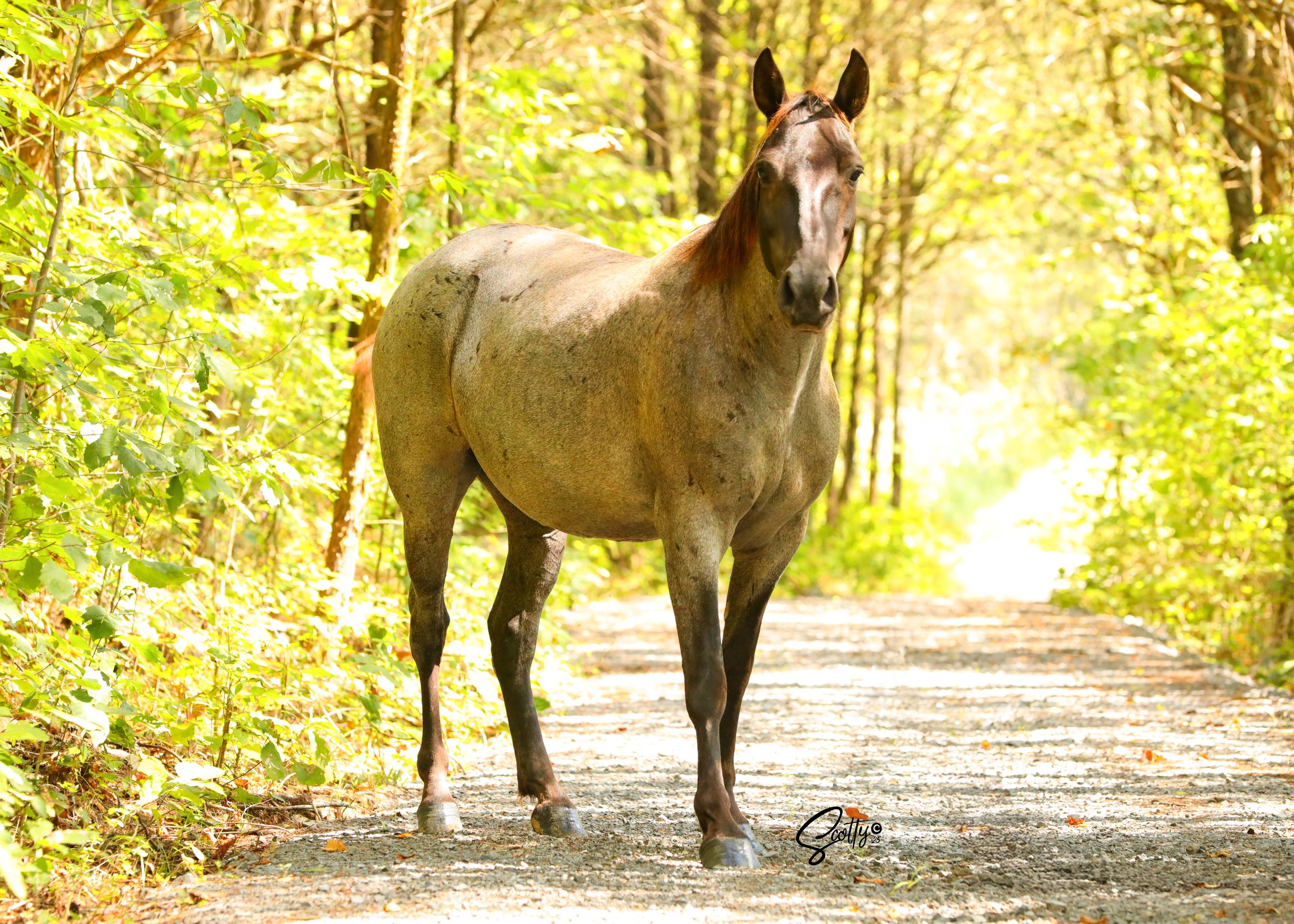 A brown horse walking on a dirt path in a forest with green foliage and sunlight filtering through the trees.