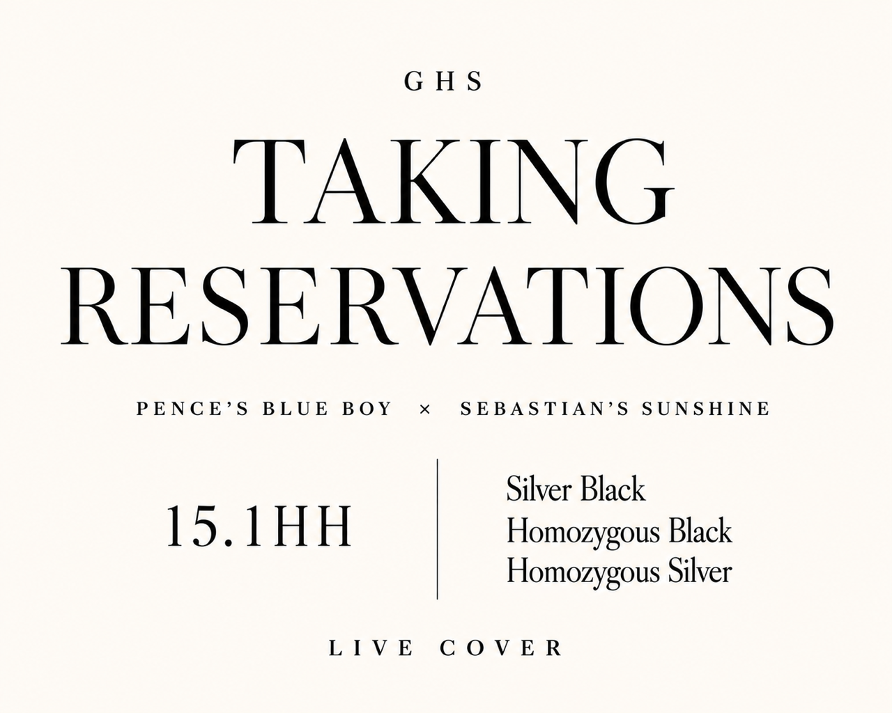 GHS Taking Reservations, 15.1 hand silver black Rocky Mountain Horse stallion, homozygous black and homozygous silver.