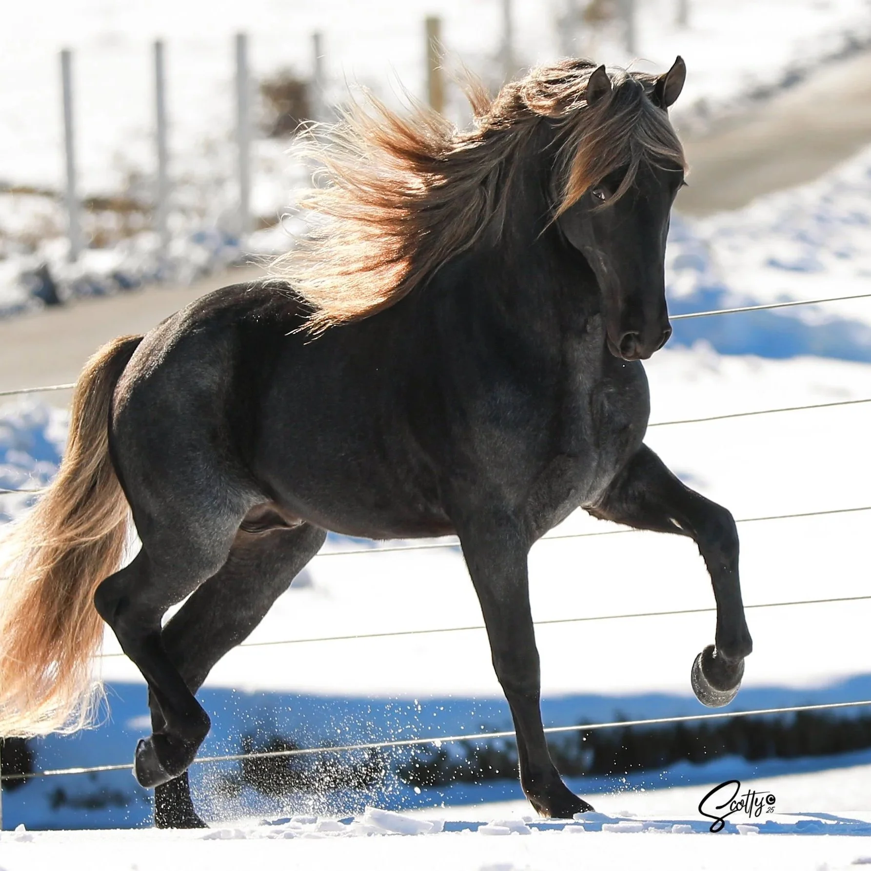 Rocky Mountain Horse at American Dream Horse near Nashville, Tennessee.