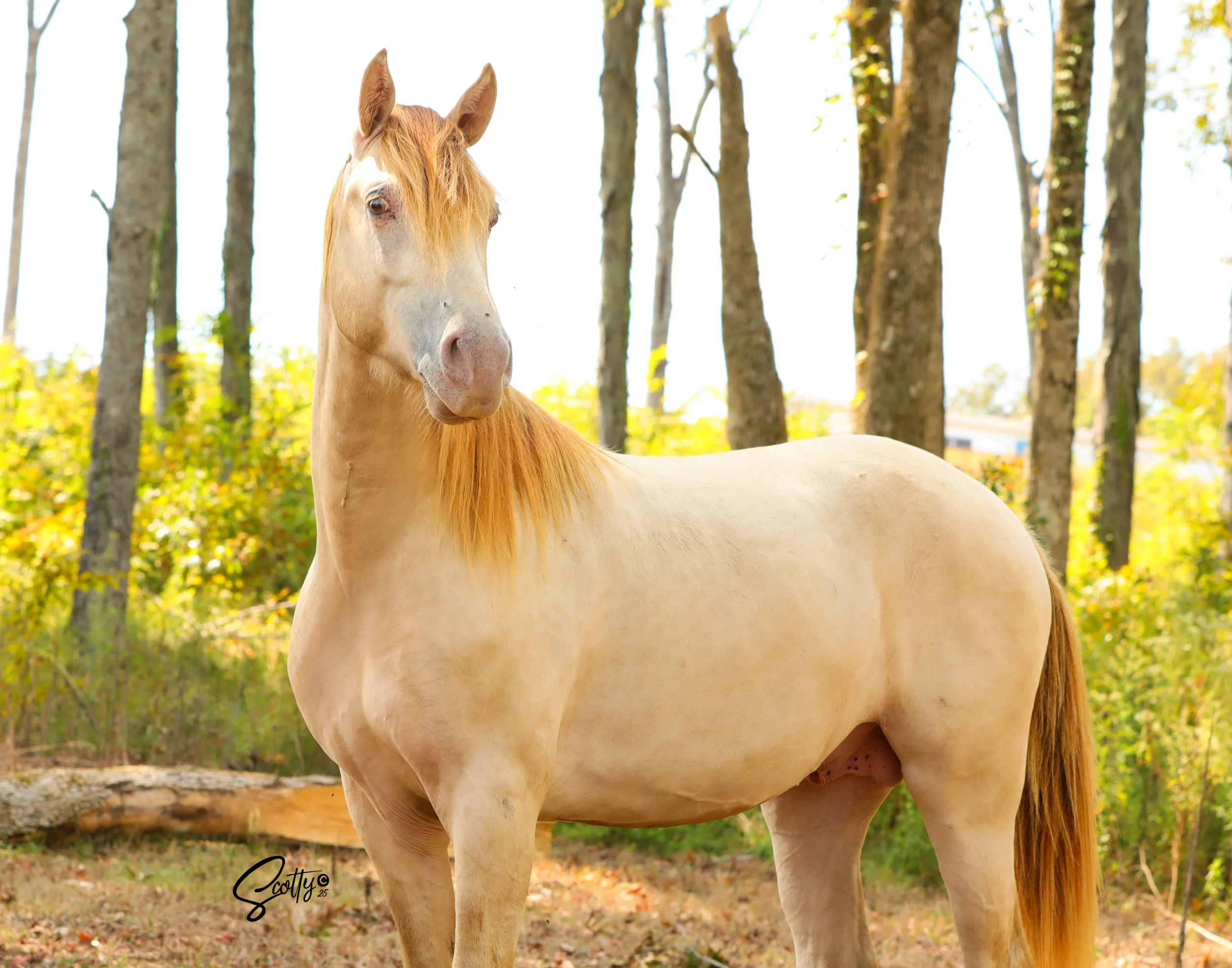 A beige horse with a light maned head standing in a wooded area with trees and fallen leaves.