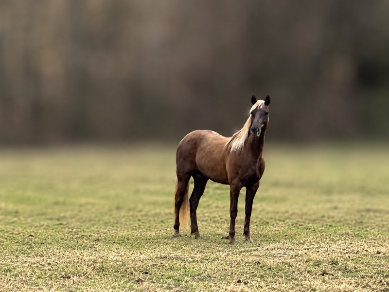 A brown horse with a light-colored mane standing in a grassy field.