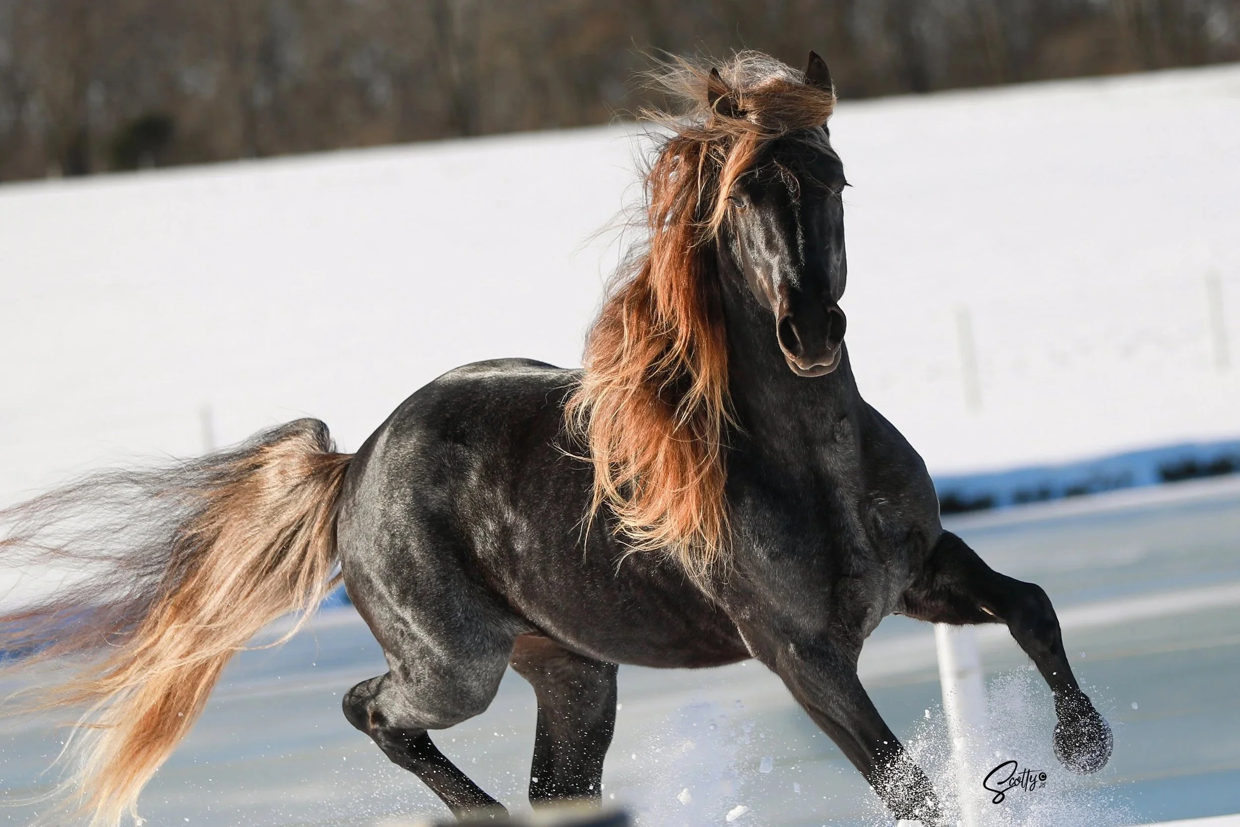 GWF High Velocity, Rare Silver Black Roan Rocky Mountain Horse playing in the snow at American Dream Horse.