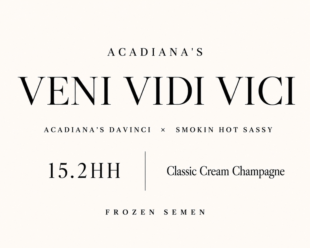 Acadiana's Veni Vidi Vici,  15.2 hand classic cream champagne Rocky Mountain Horse stallion, by Acadiana's Davinci x Smokin Hot Sassy.