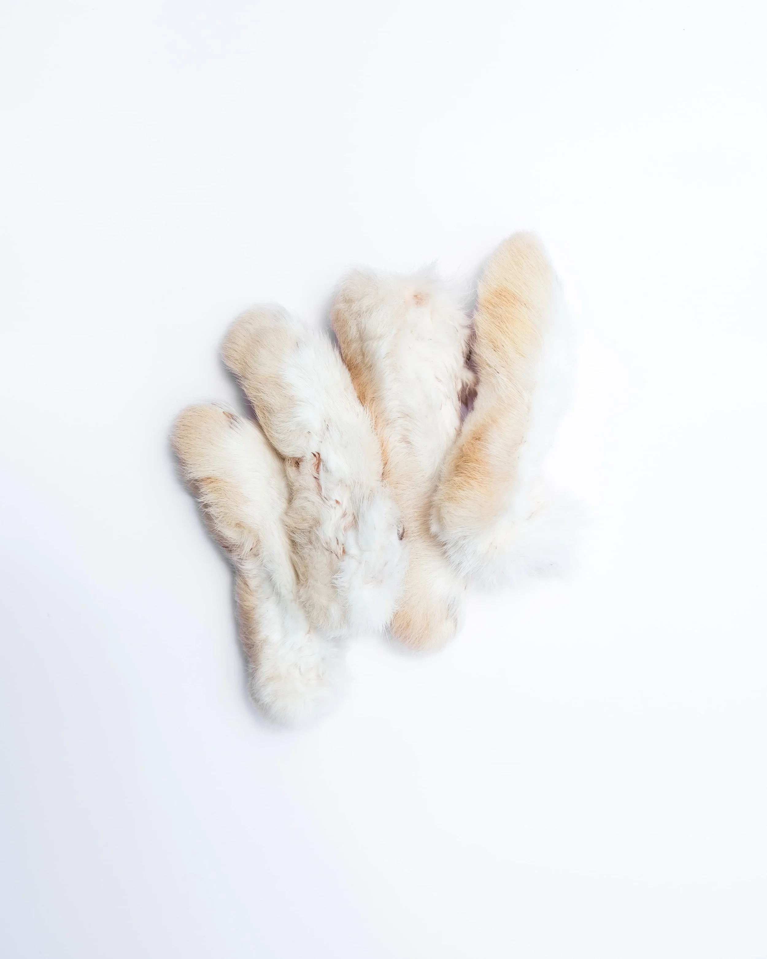 Rabbit Feet
