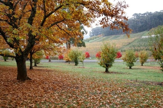 photo-15-Autumn-Chestnuts-and-orchards.jpg