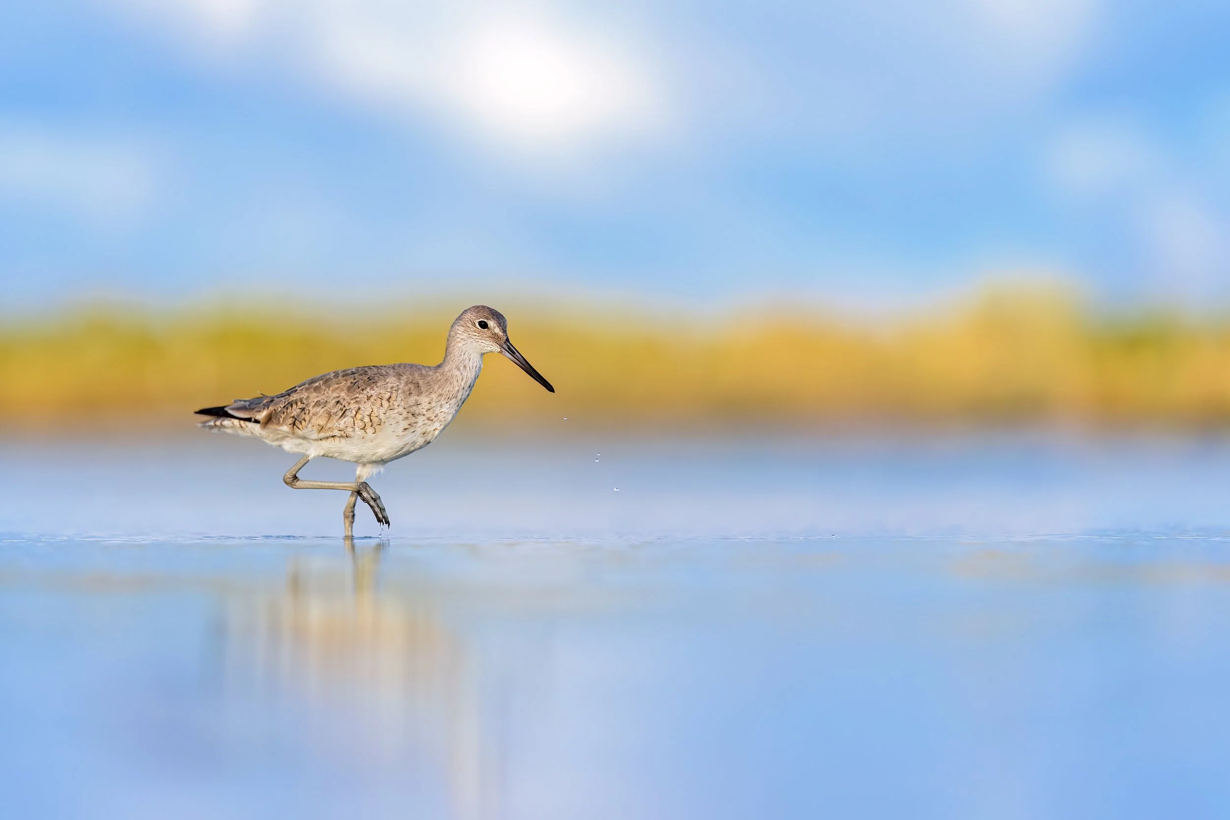 Willet