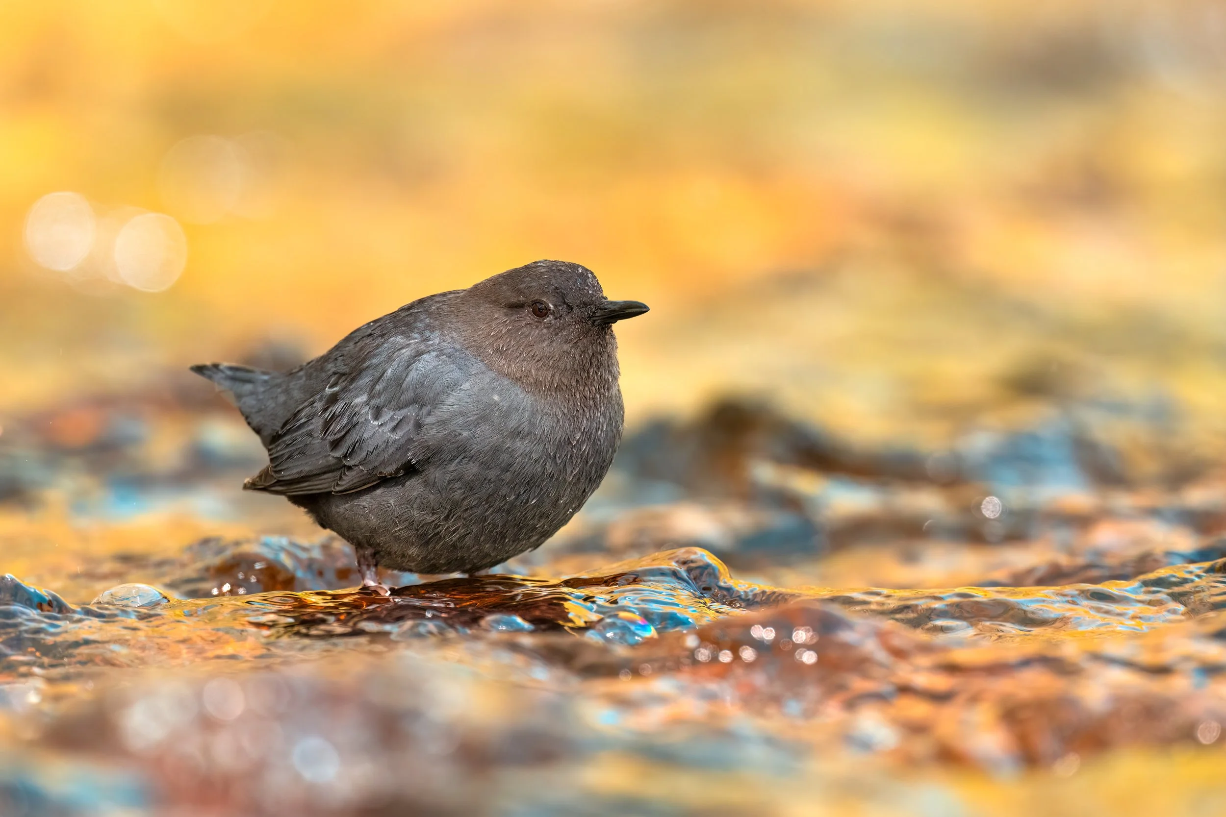 American Dipper