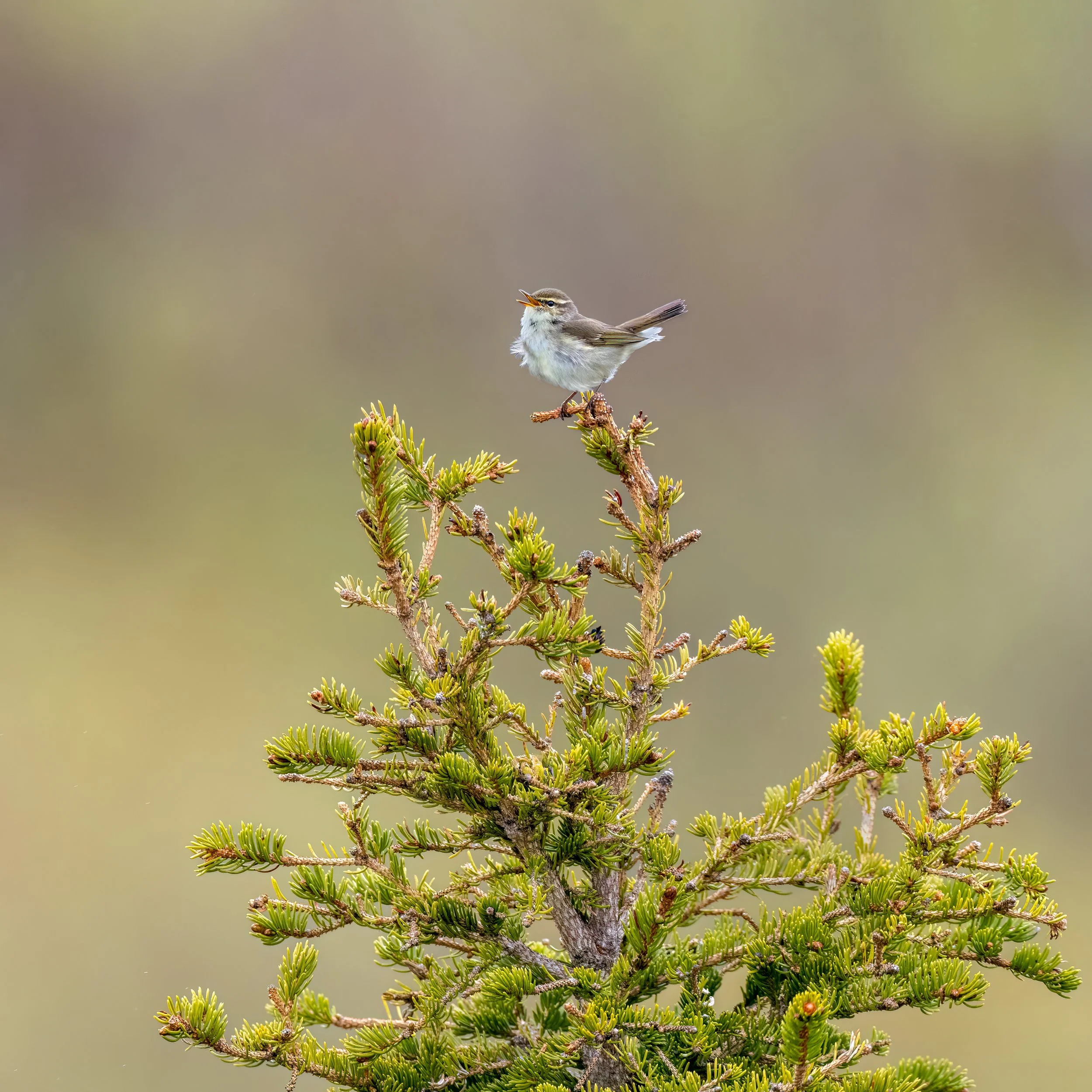 Arctic Warbler