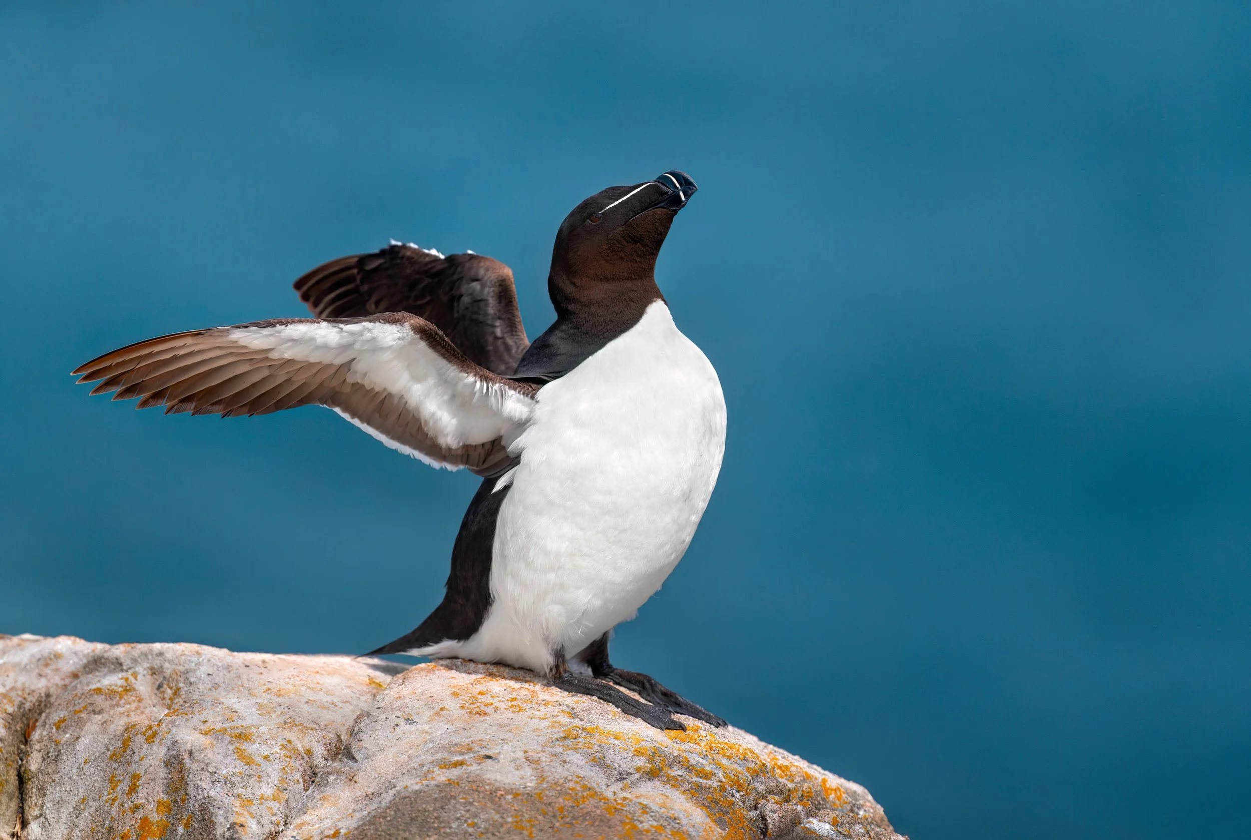 Razorbill
