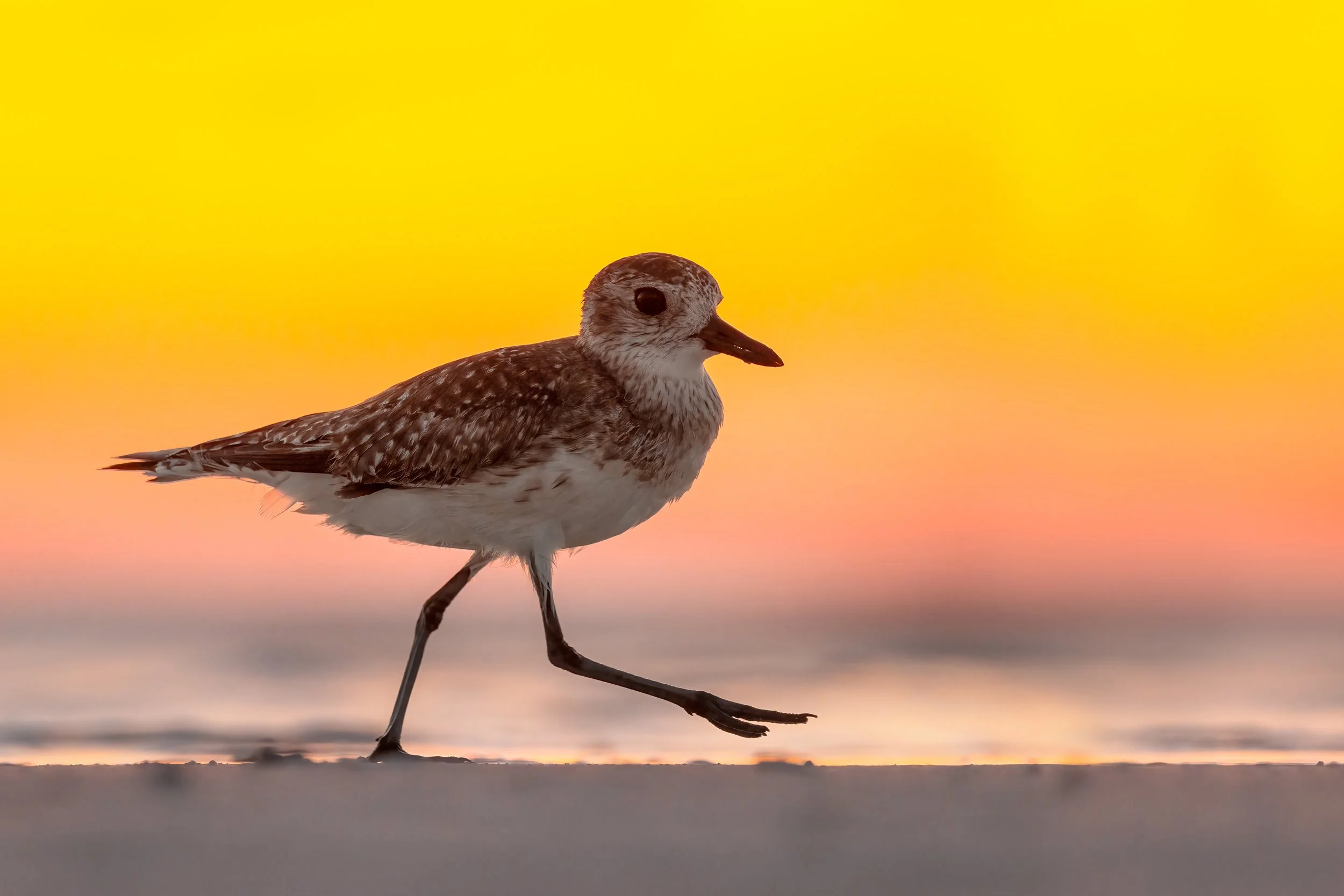 Black-bellied Plover