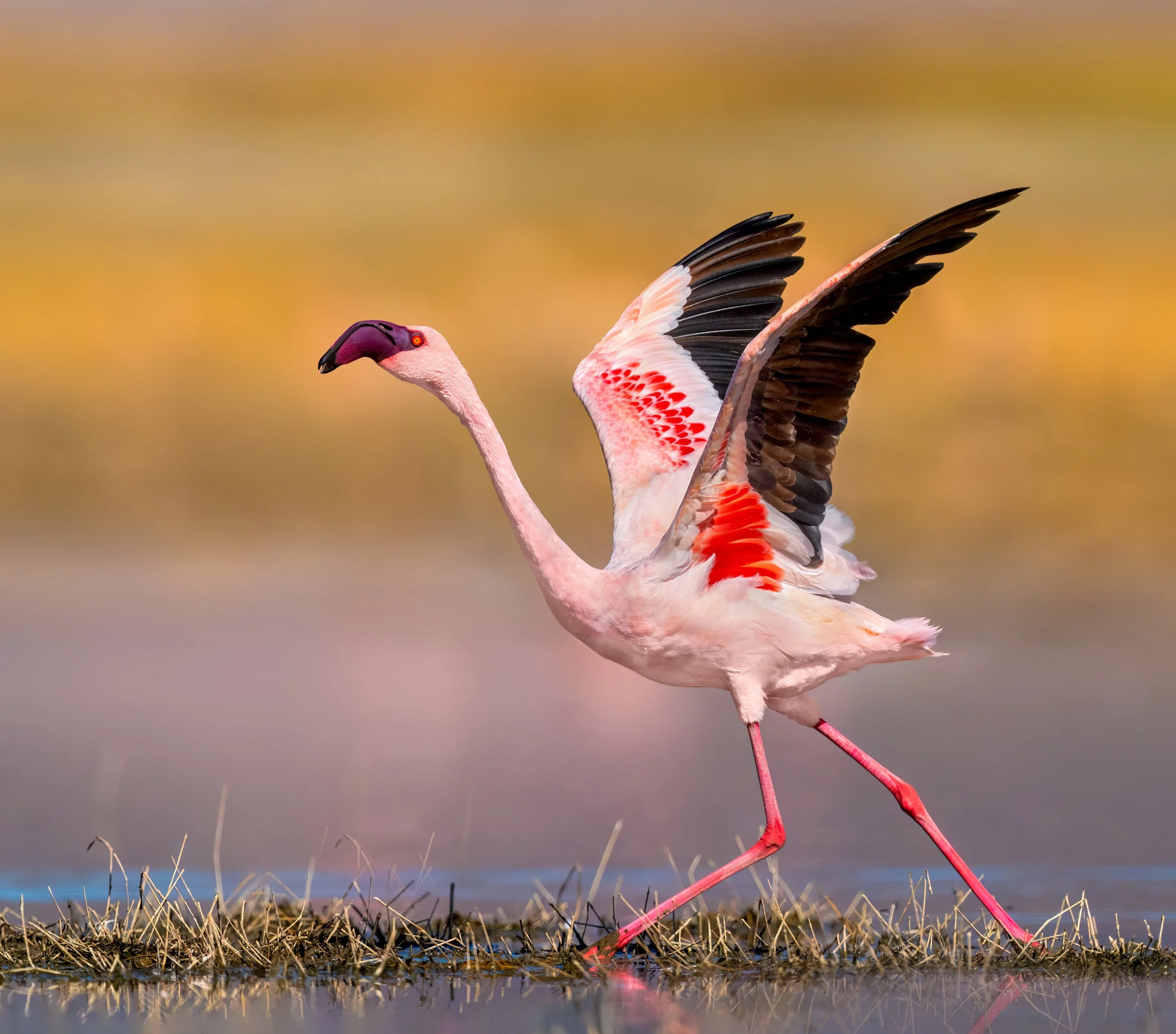 Lesser Flamingo