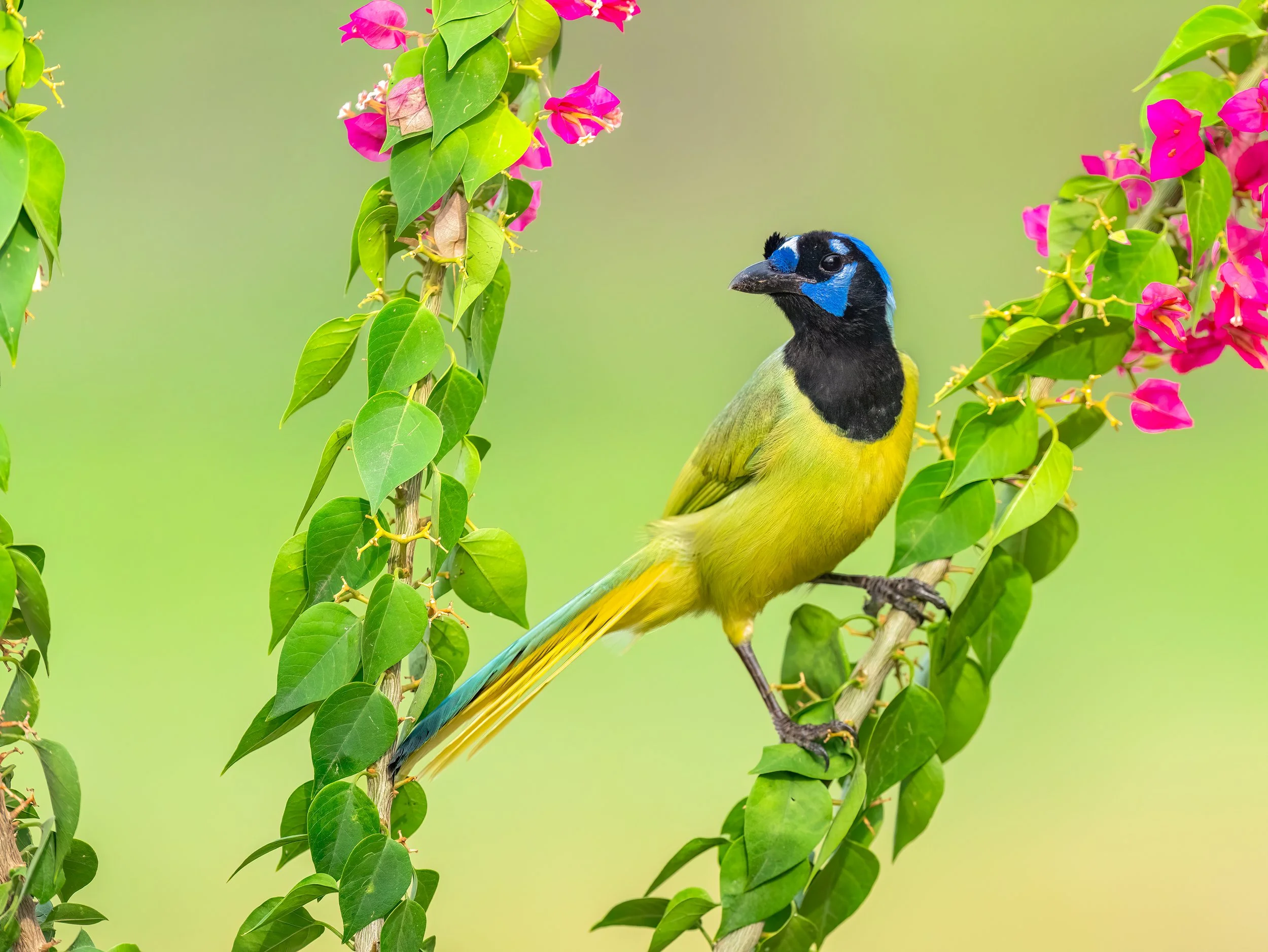 Green Jay