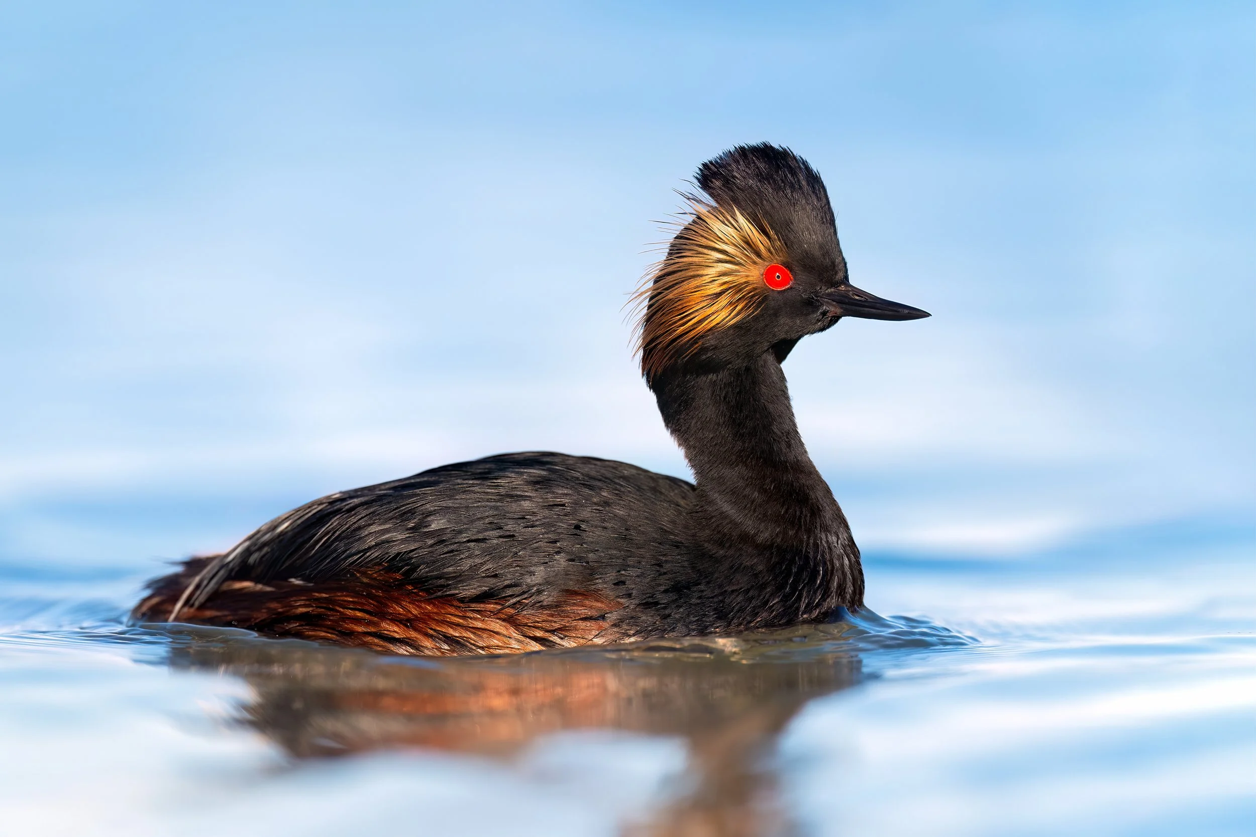 Eared Grebe