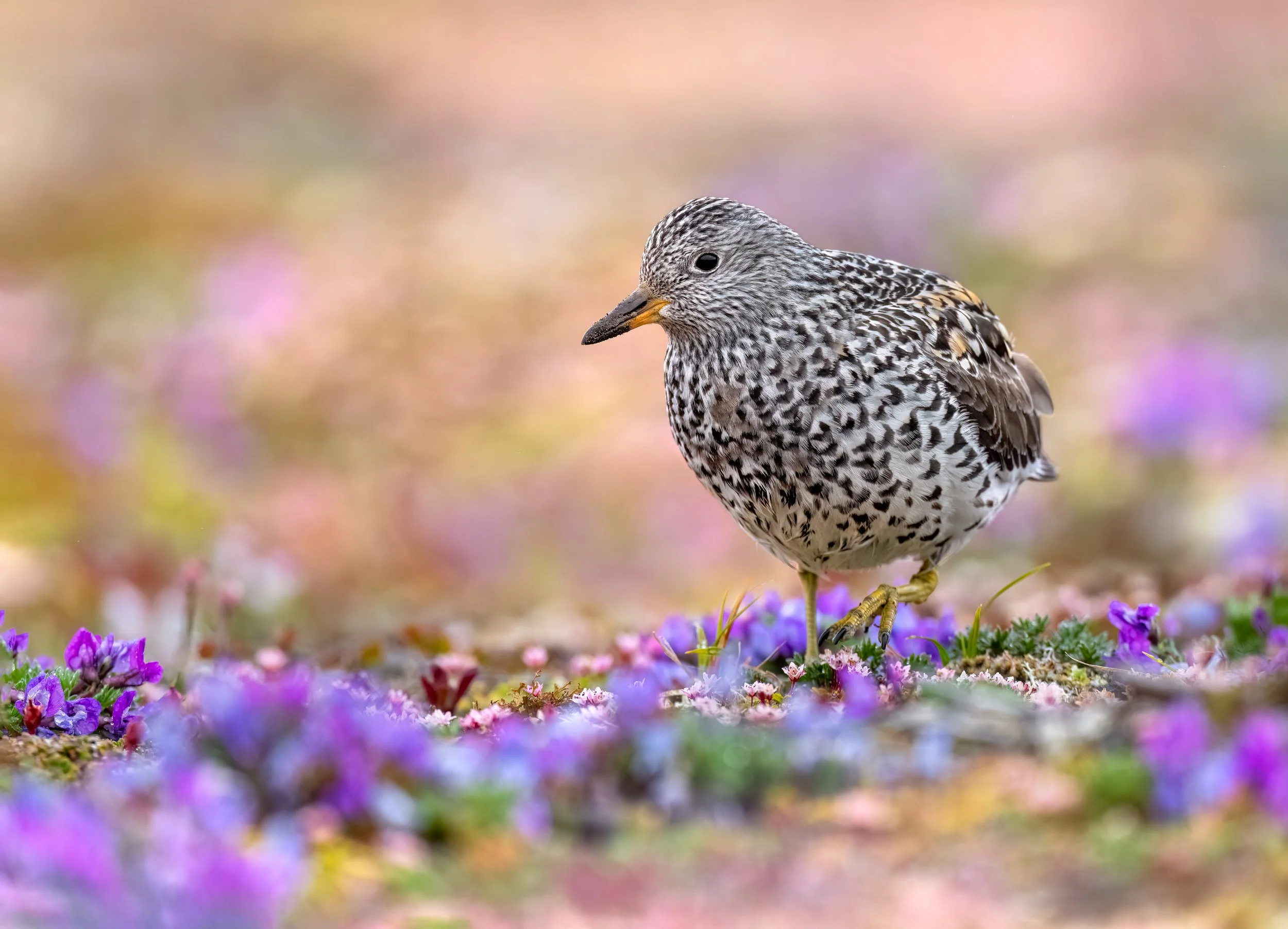 Surfbird