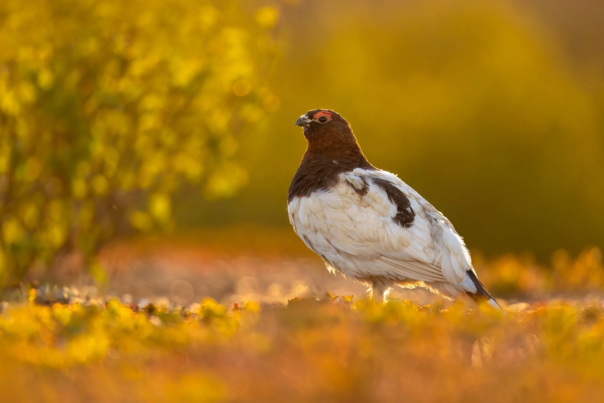 Willow Ptarmigan
