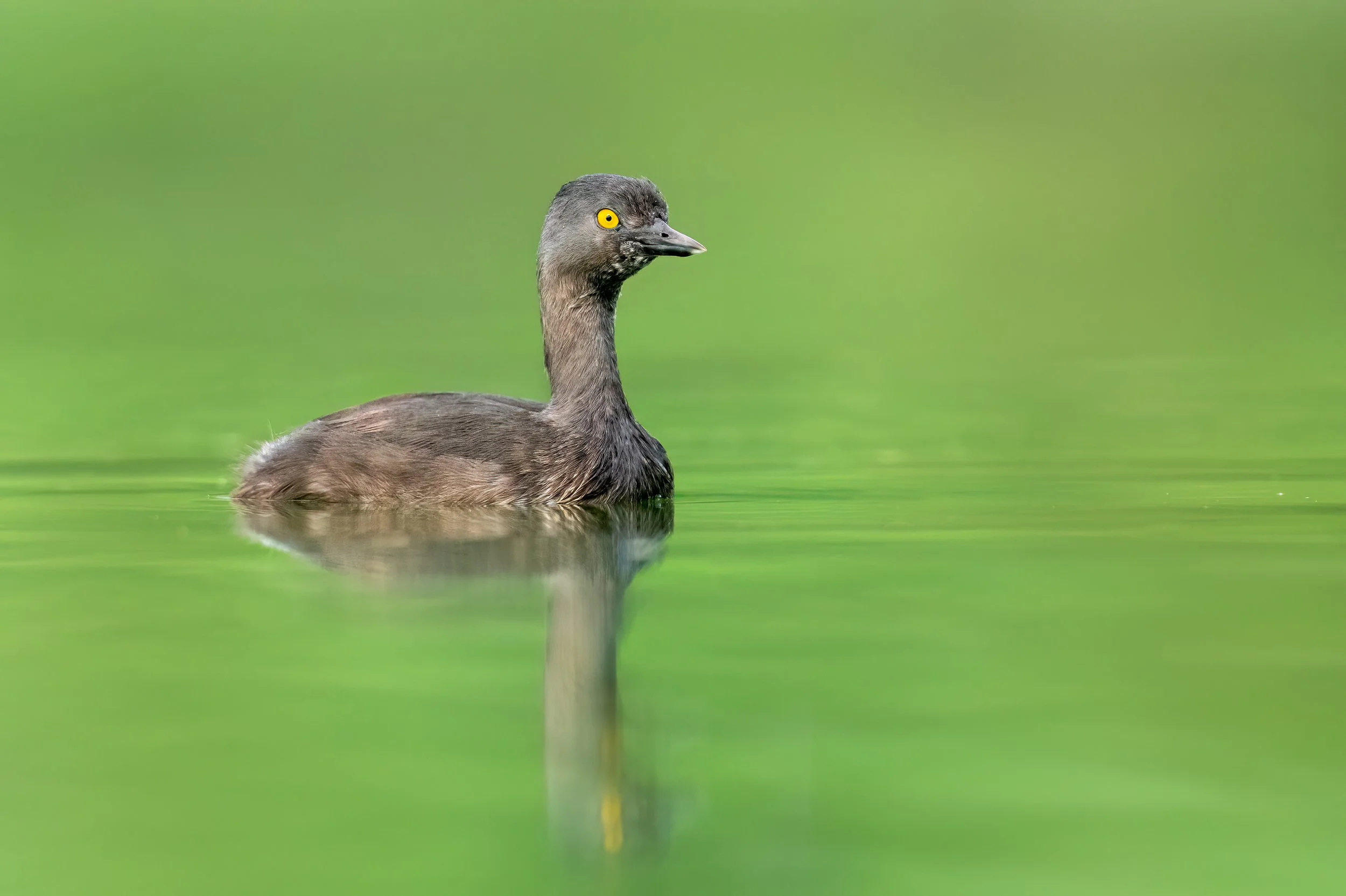 Least Grebe