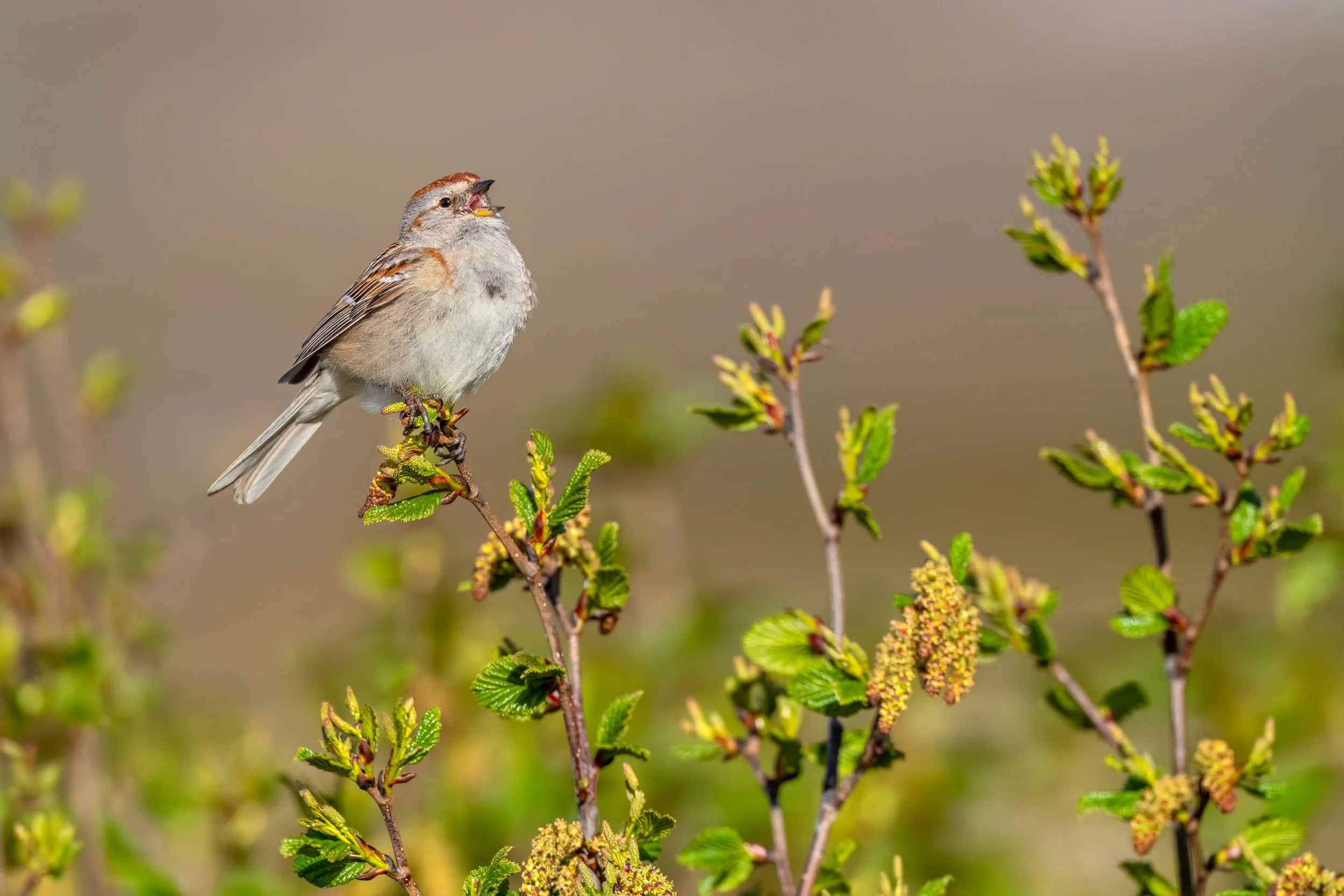 American Tree Sparrow