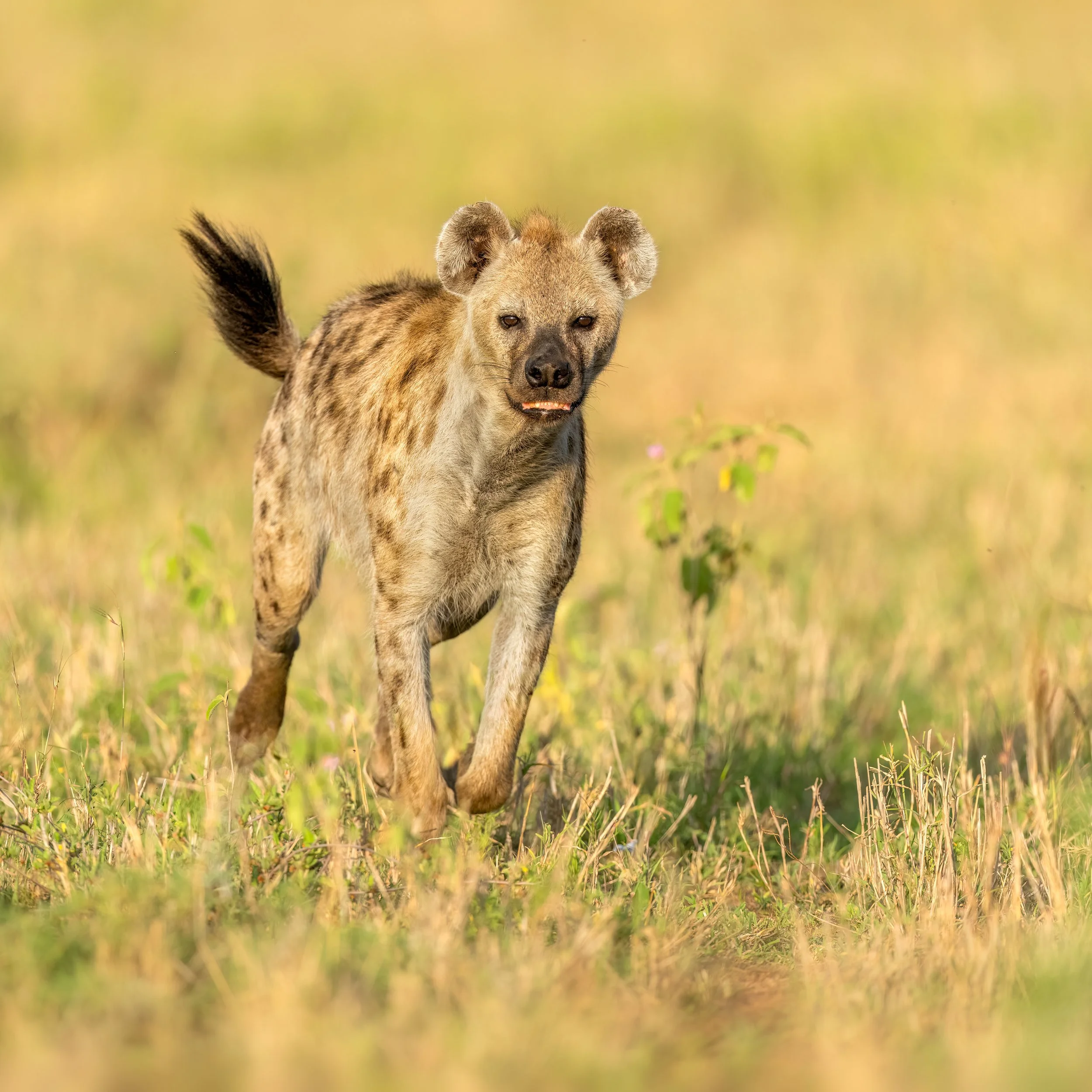 Spotted Hyena