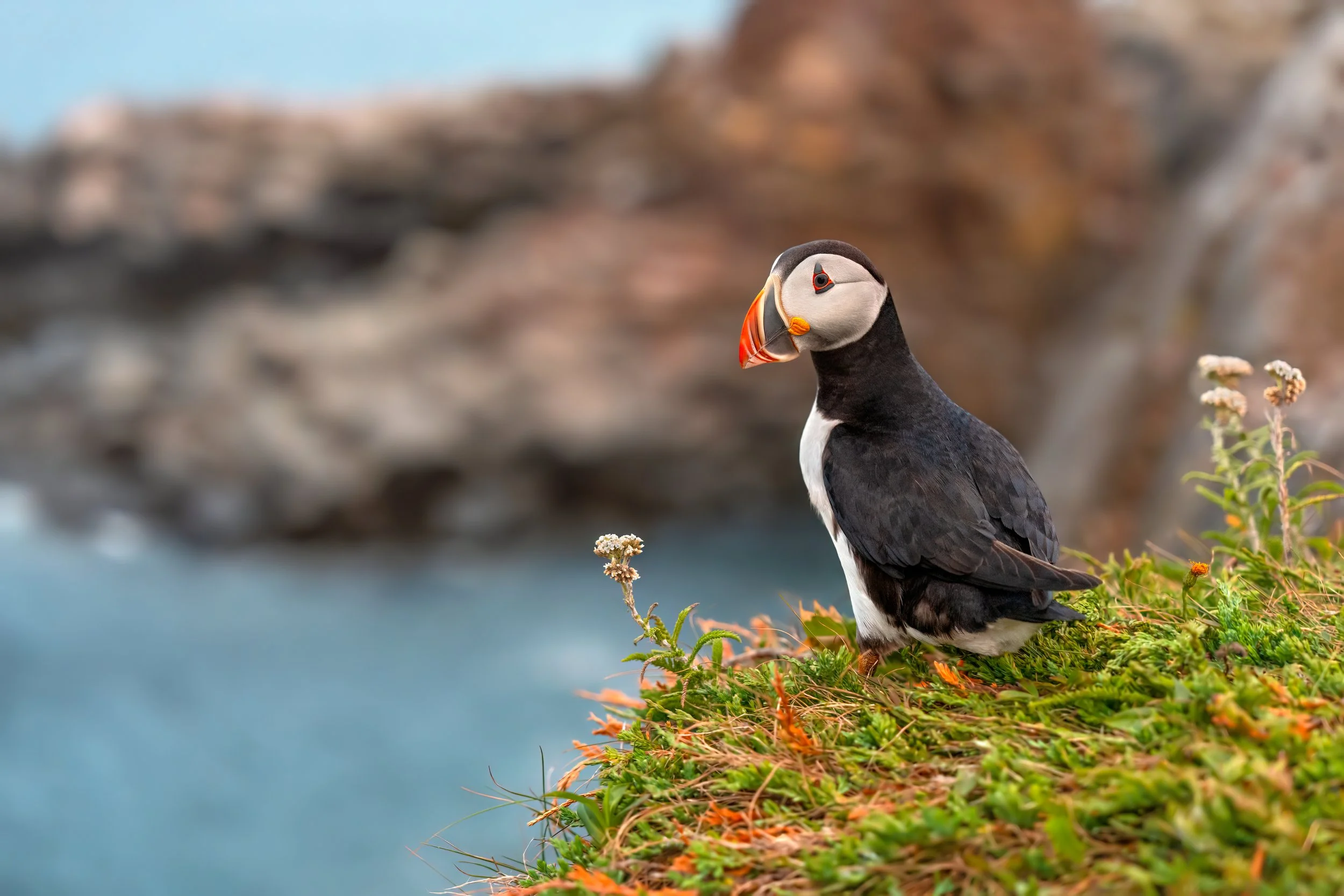 Atlantic Puffin