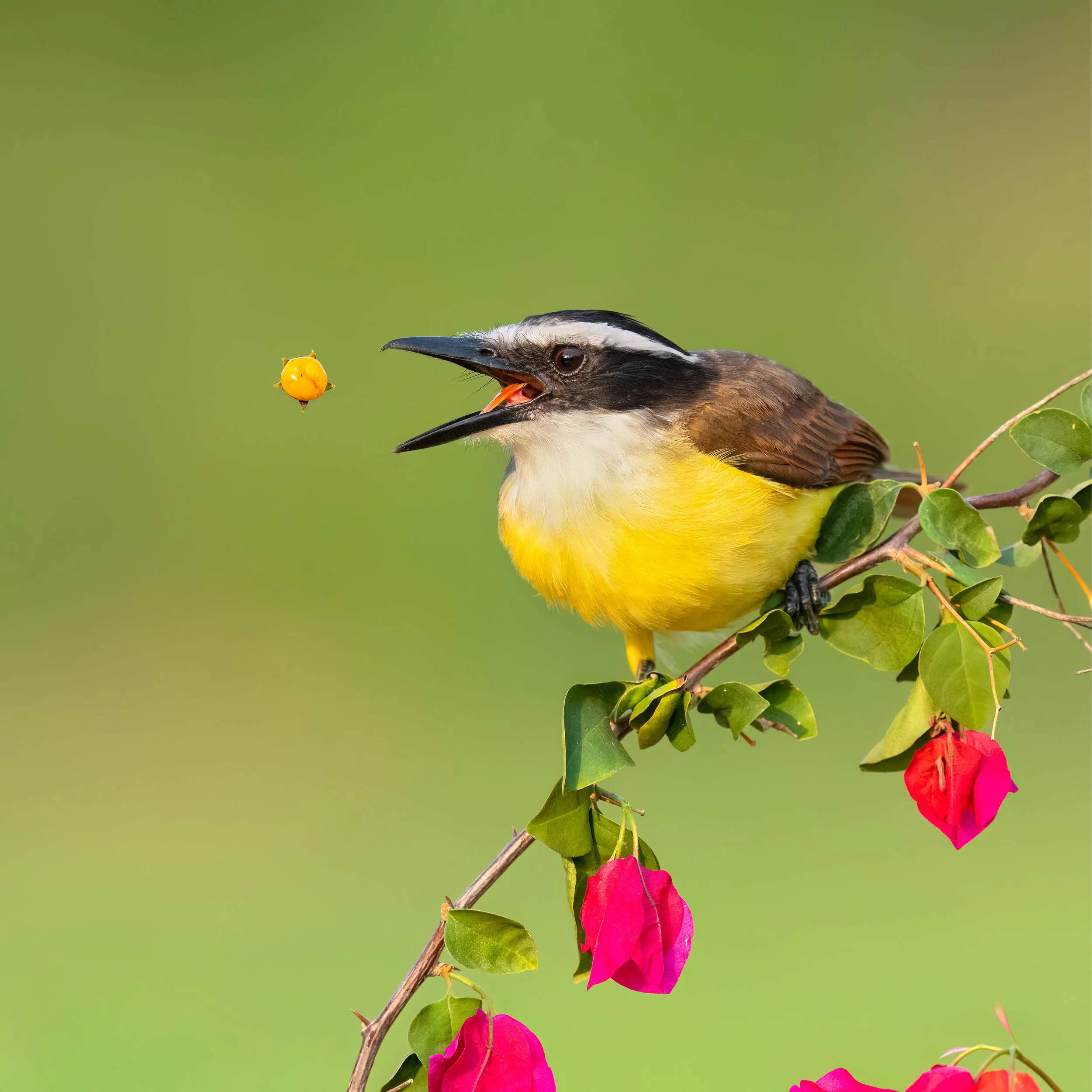 Great Kiskadee