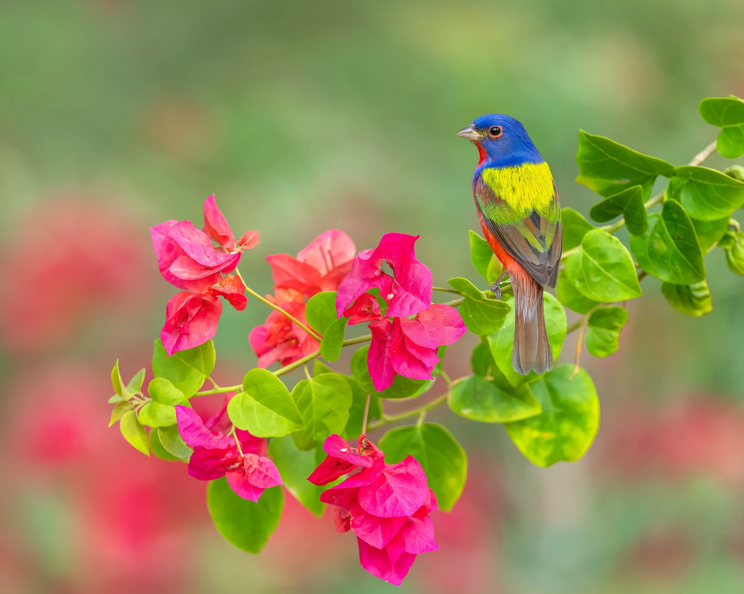 Painted Bunting