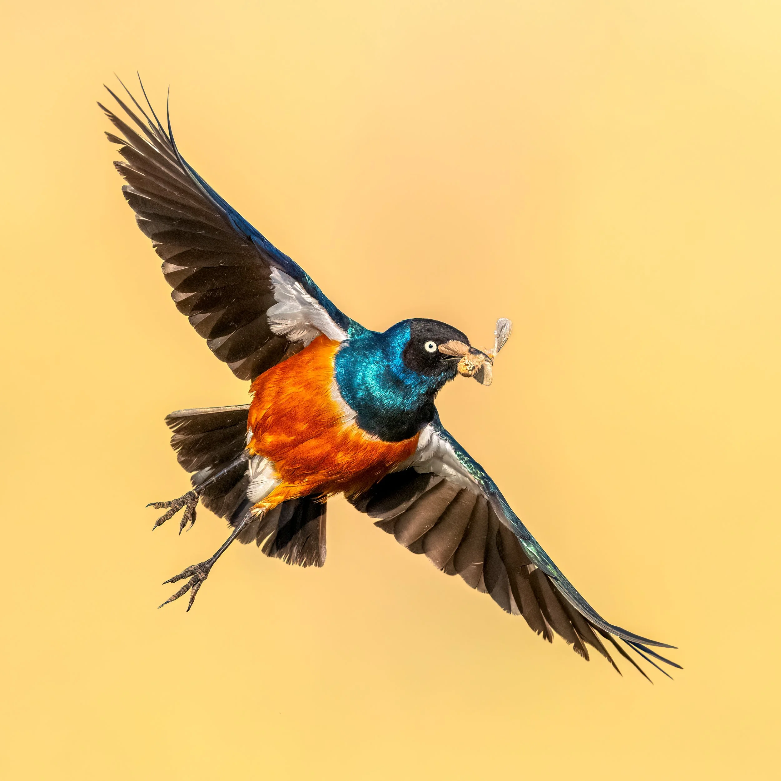 Superb Starling