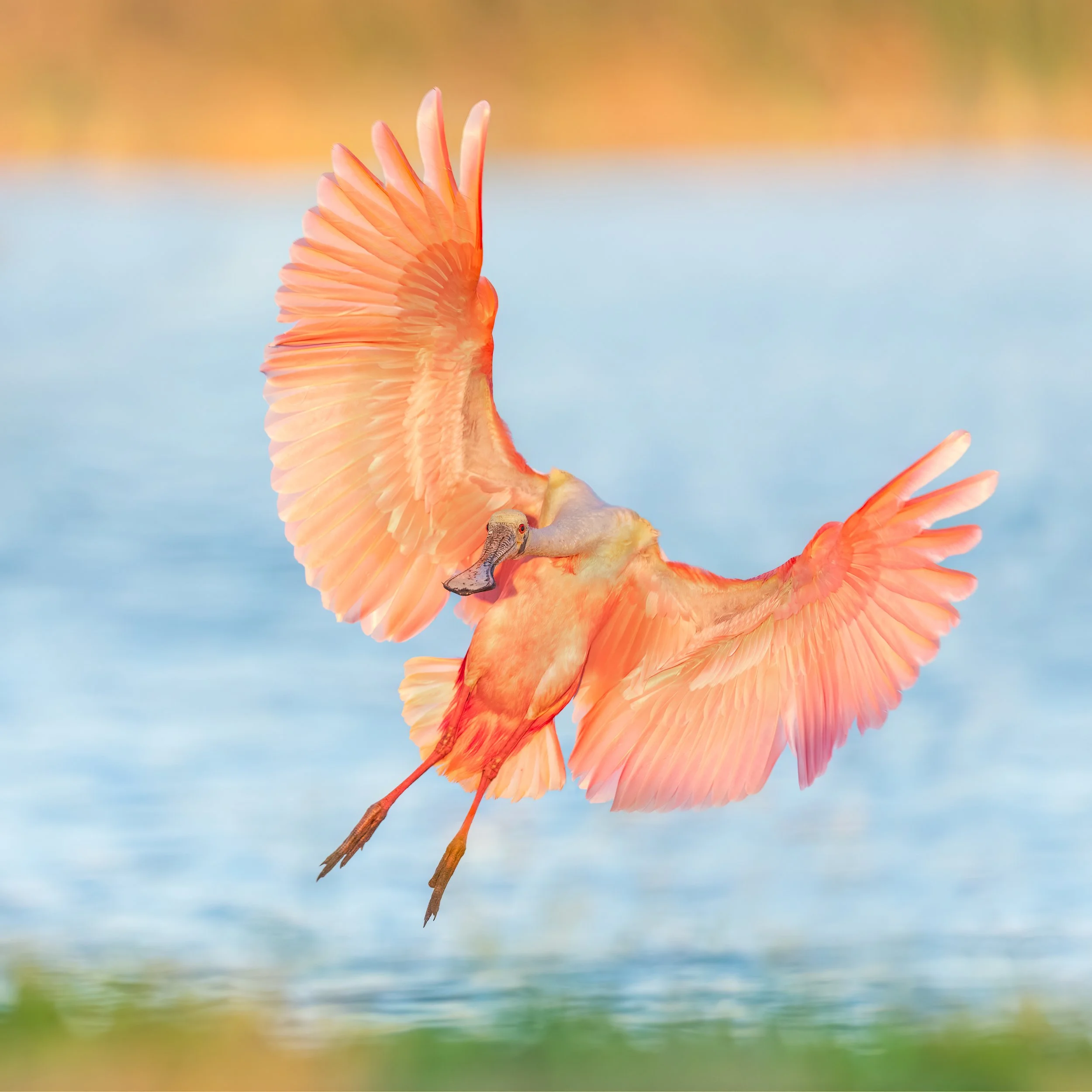 Roseate Spoonbill