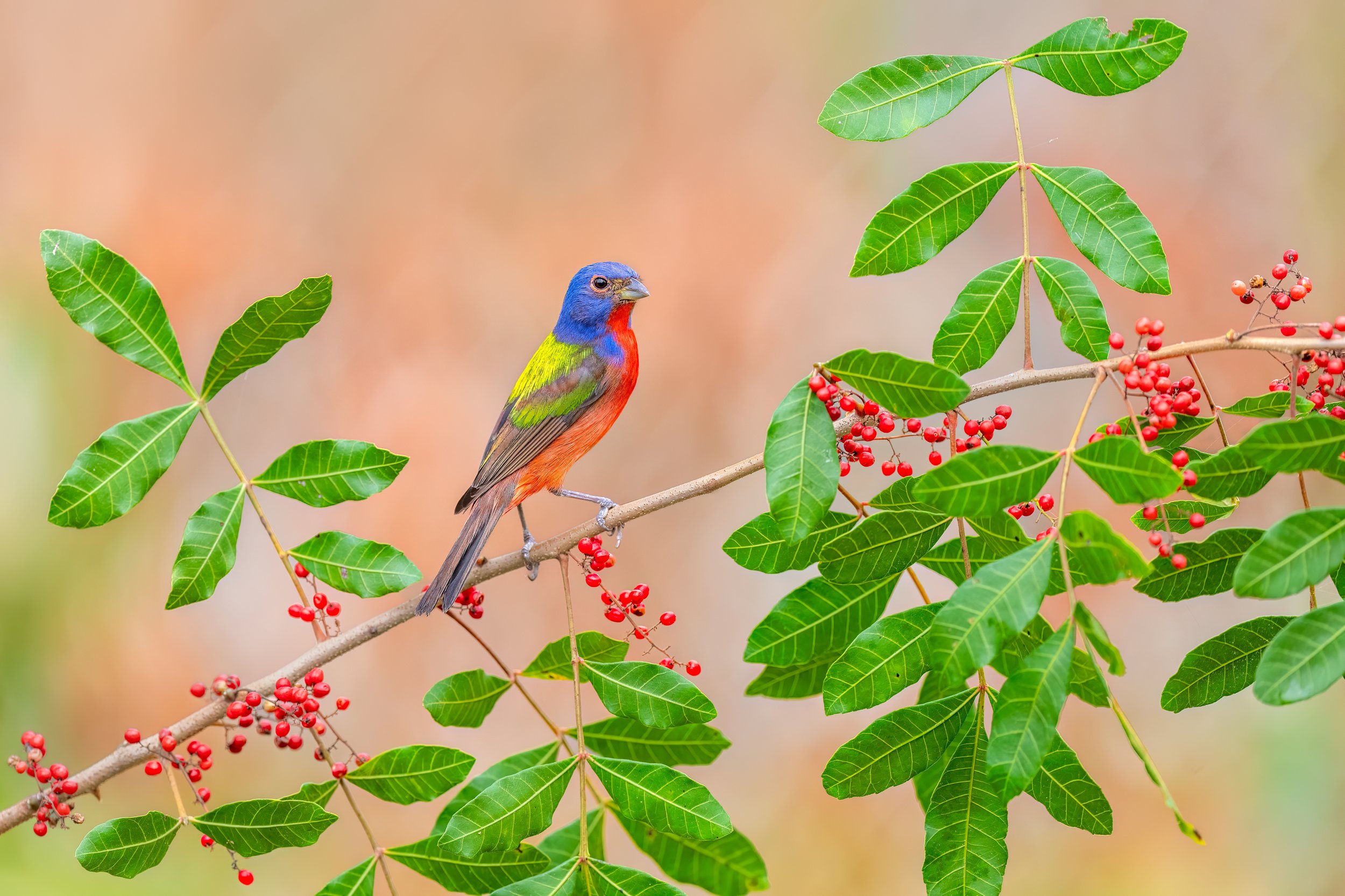 Painted Bunting