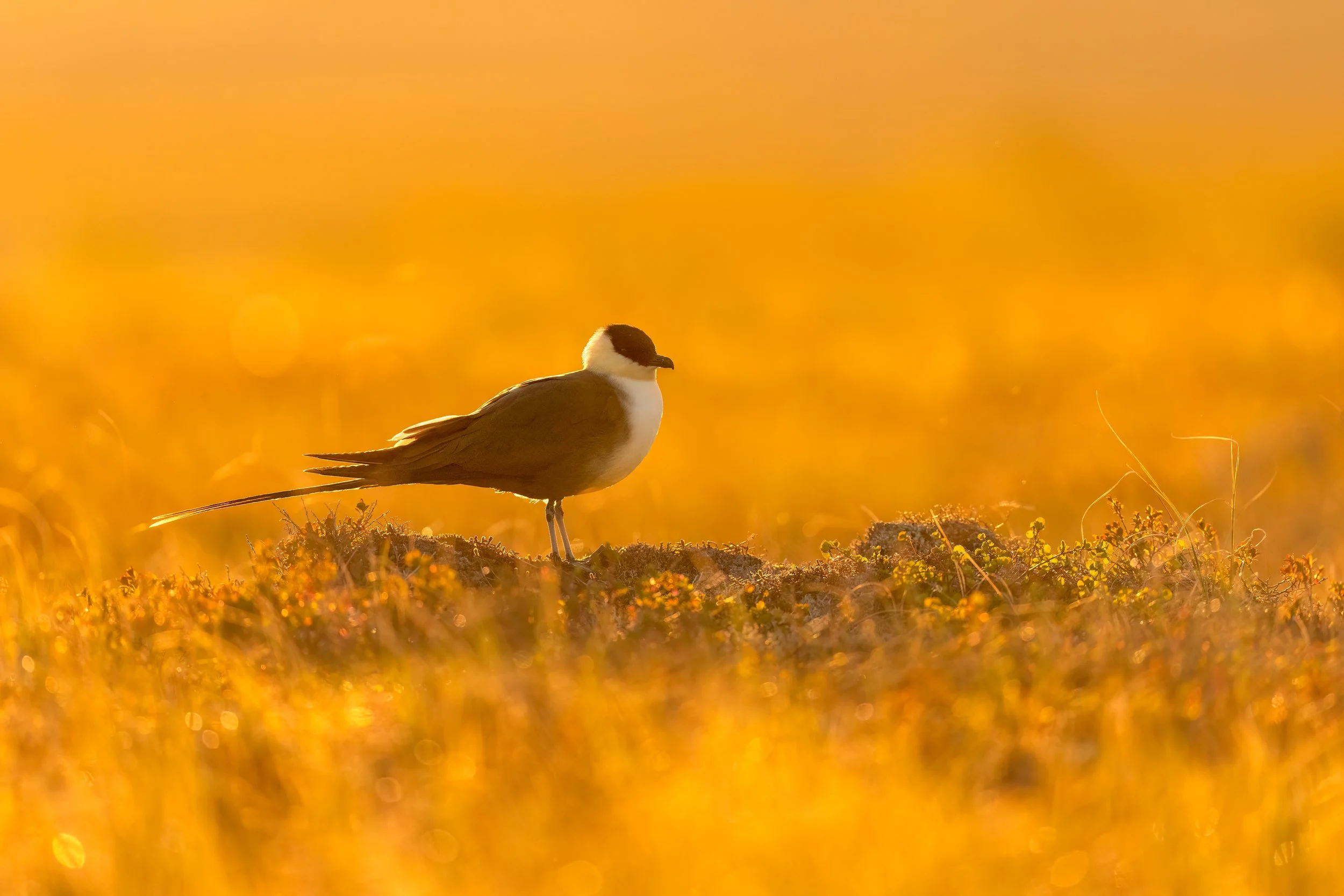 Long-tailed Jaeger