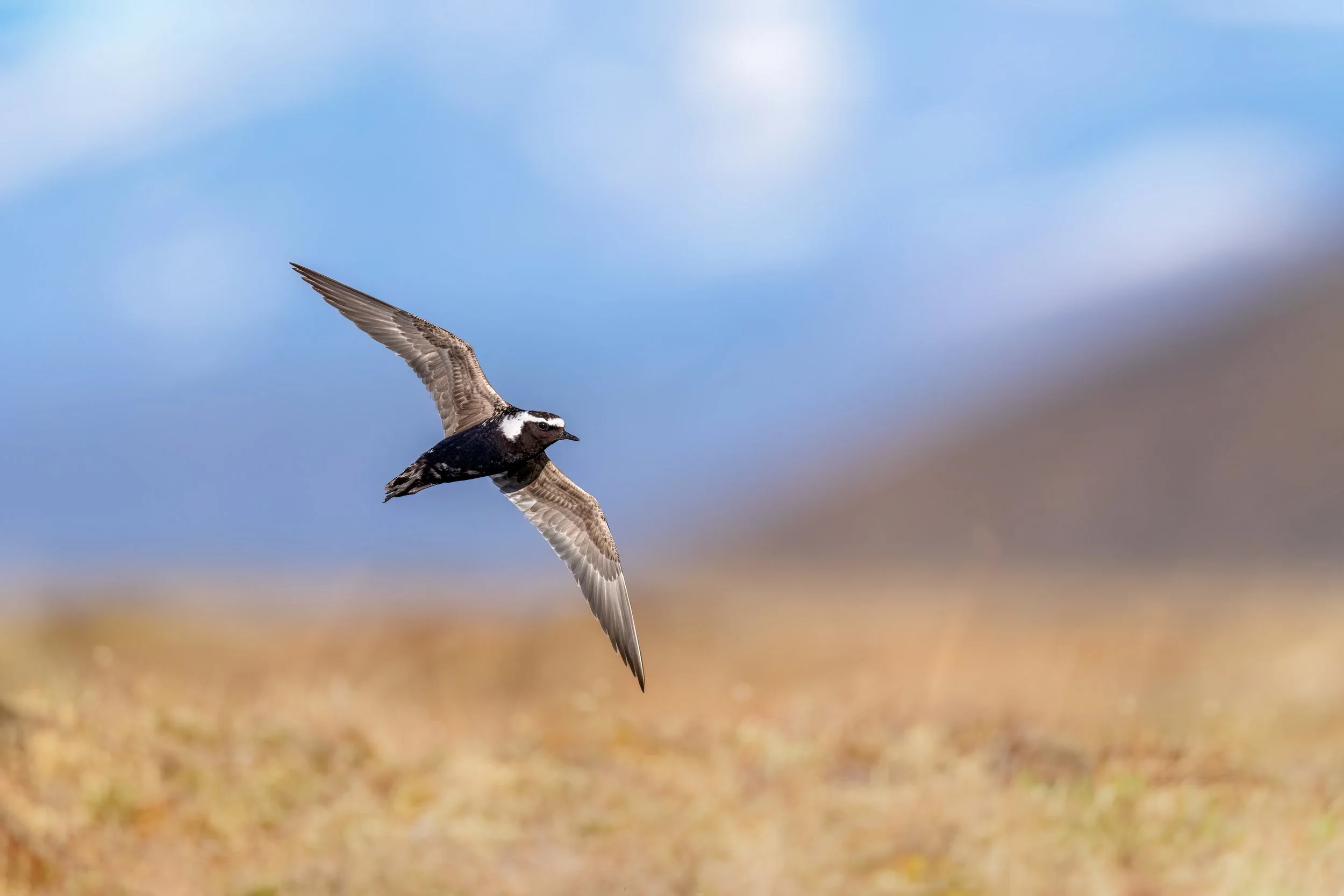American Golden Plover