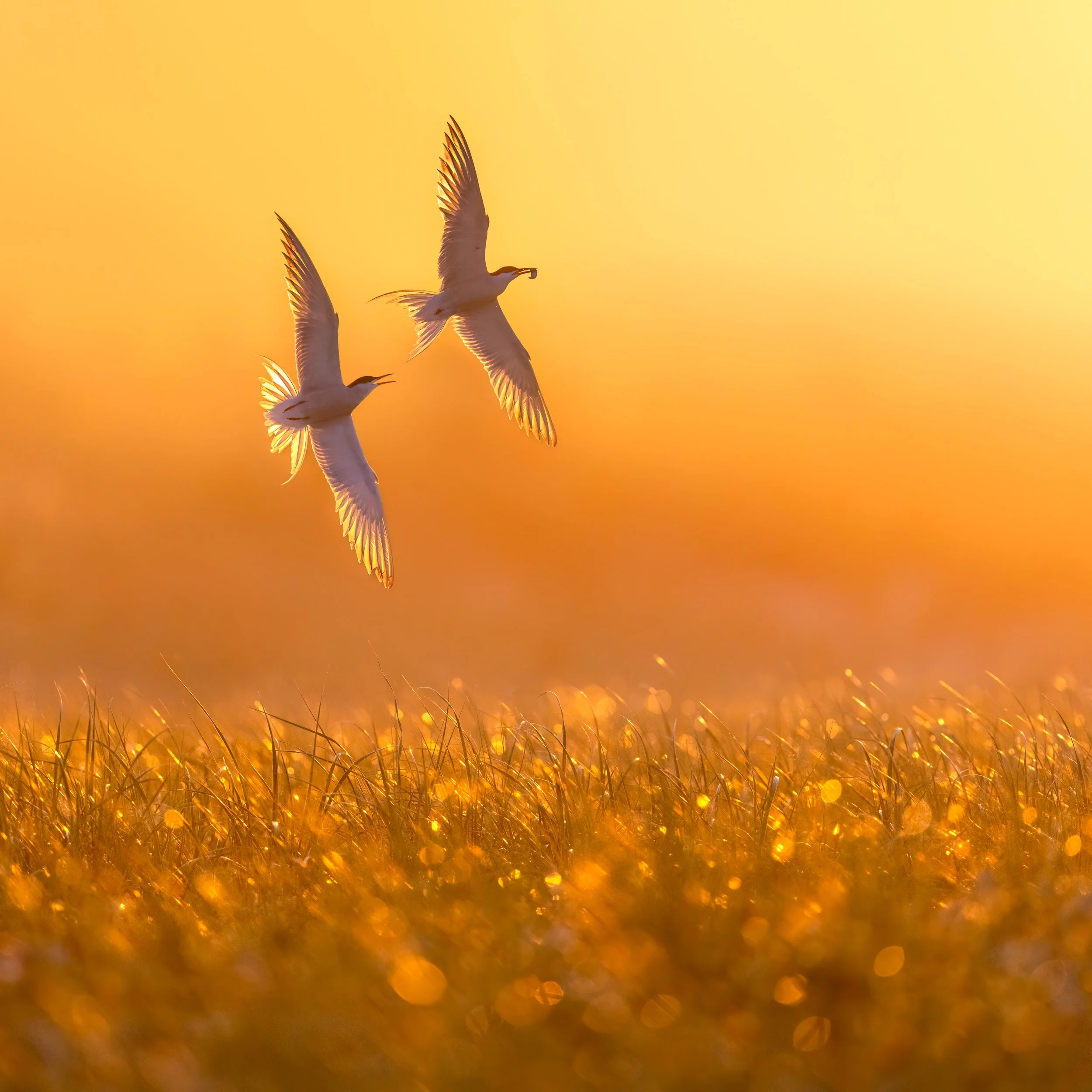 Common Tern