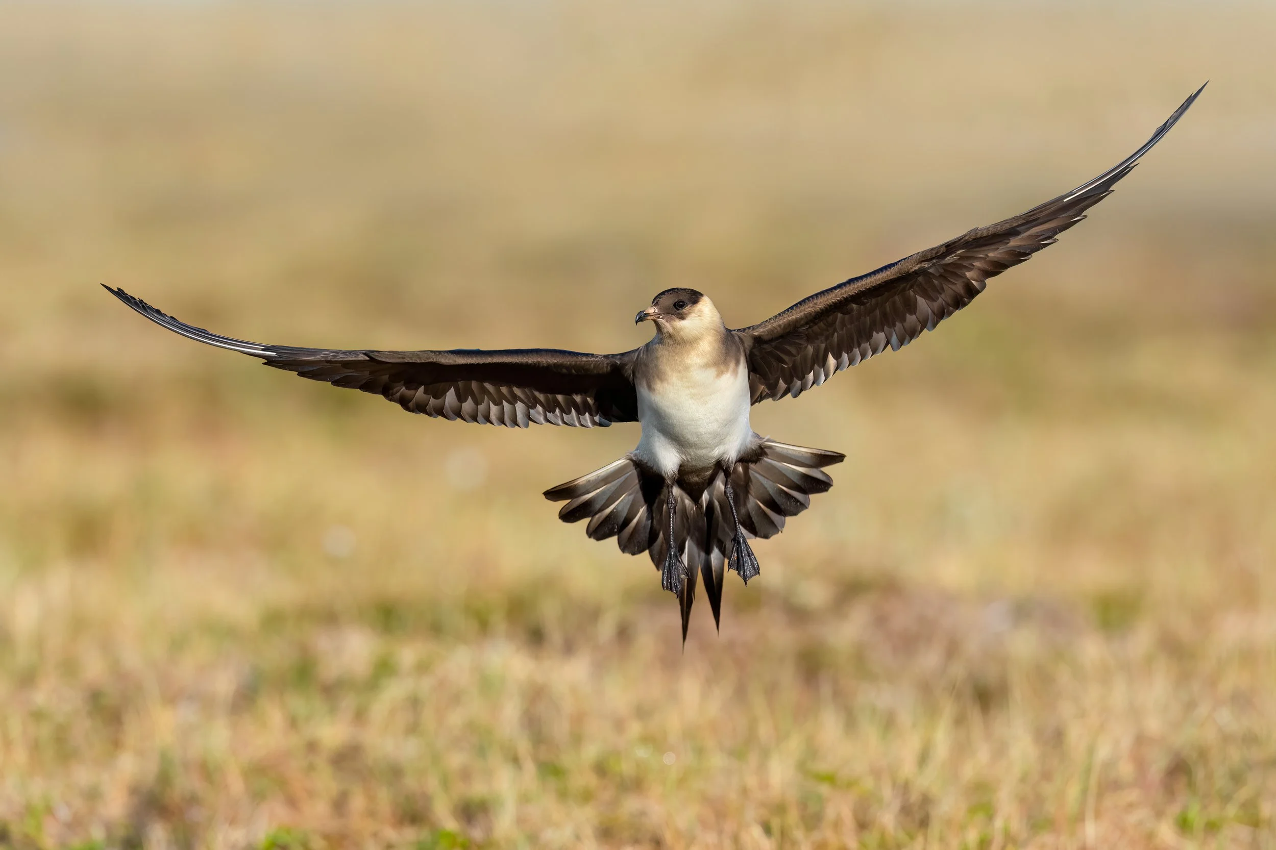 Parasitic Jaeger