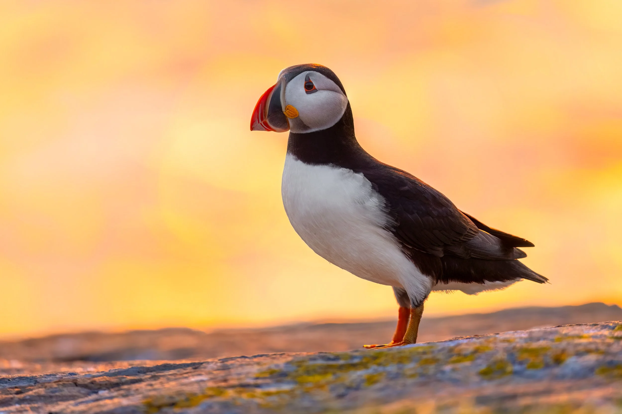 Atlantic Puffin