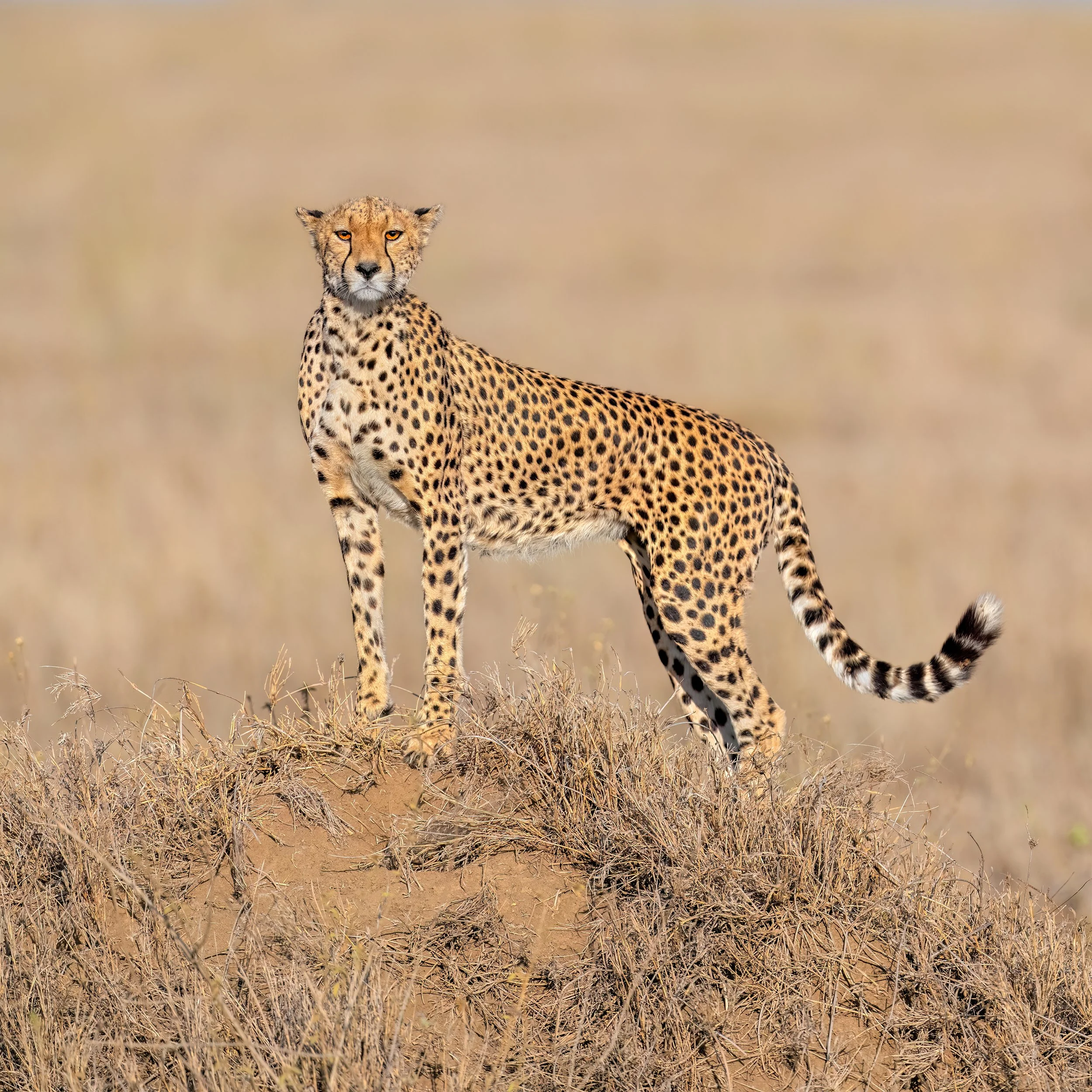 Cheetah