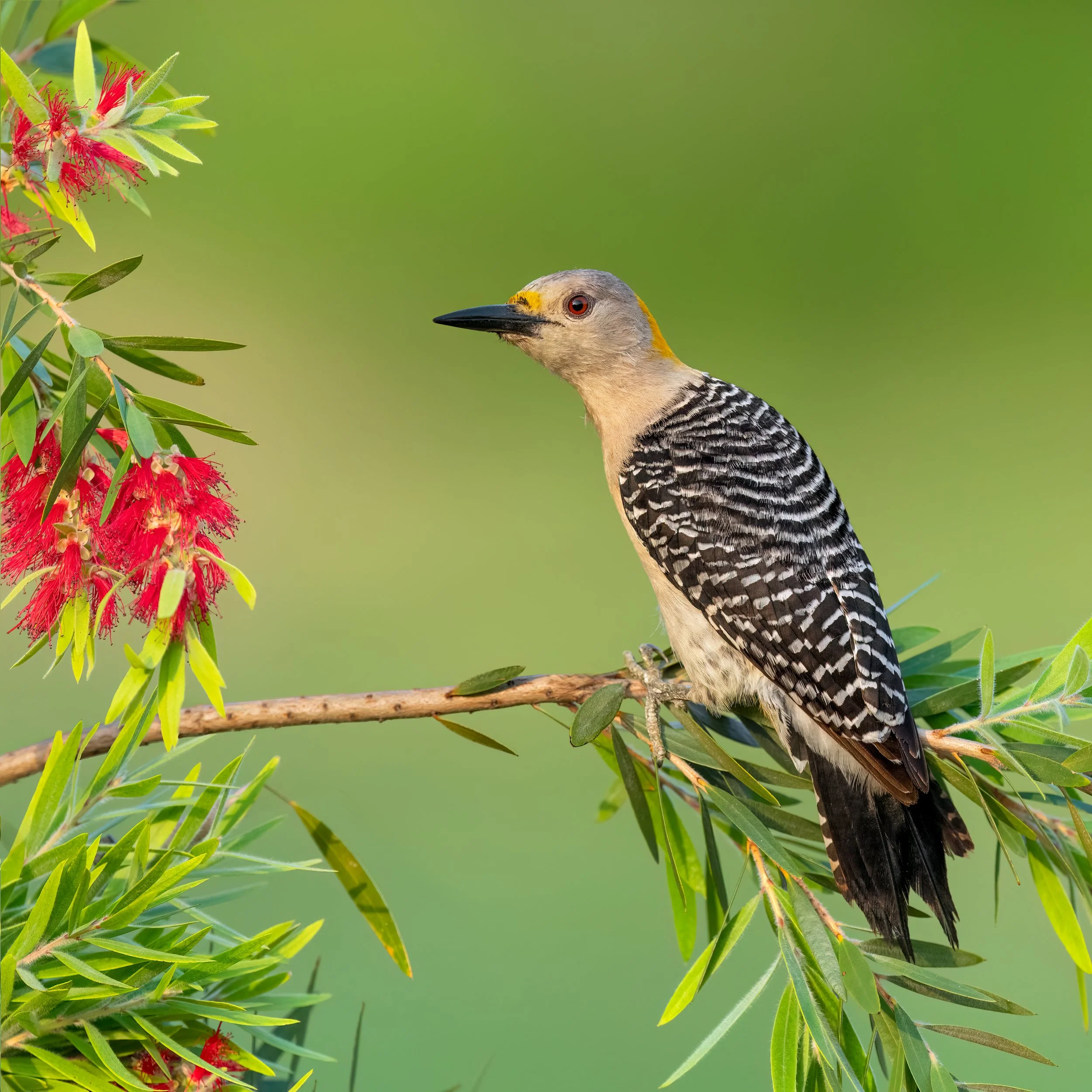 Golden-fronted Woodpecker