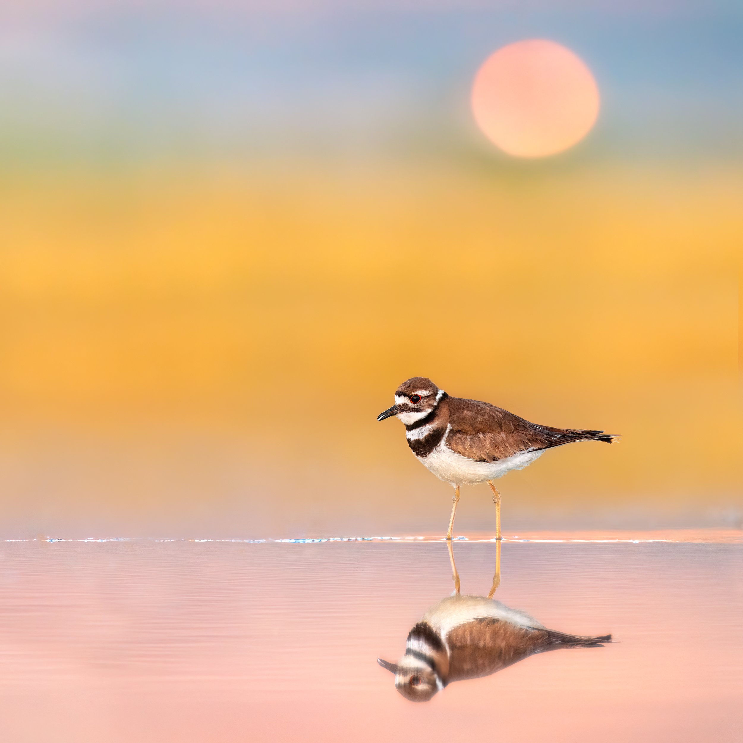 Killdeer