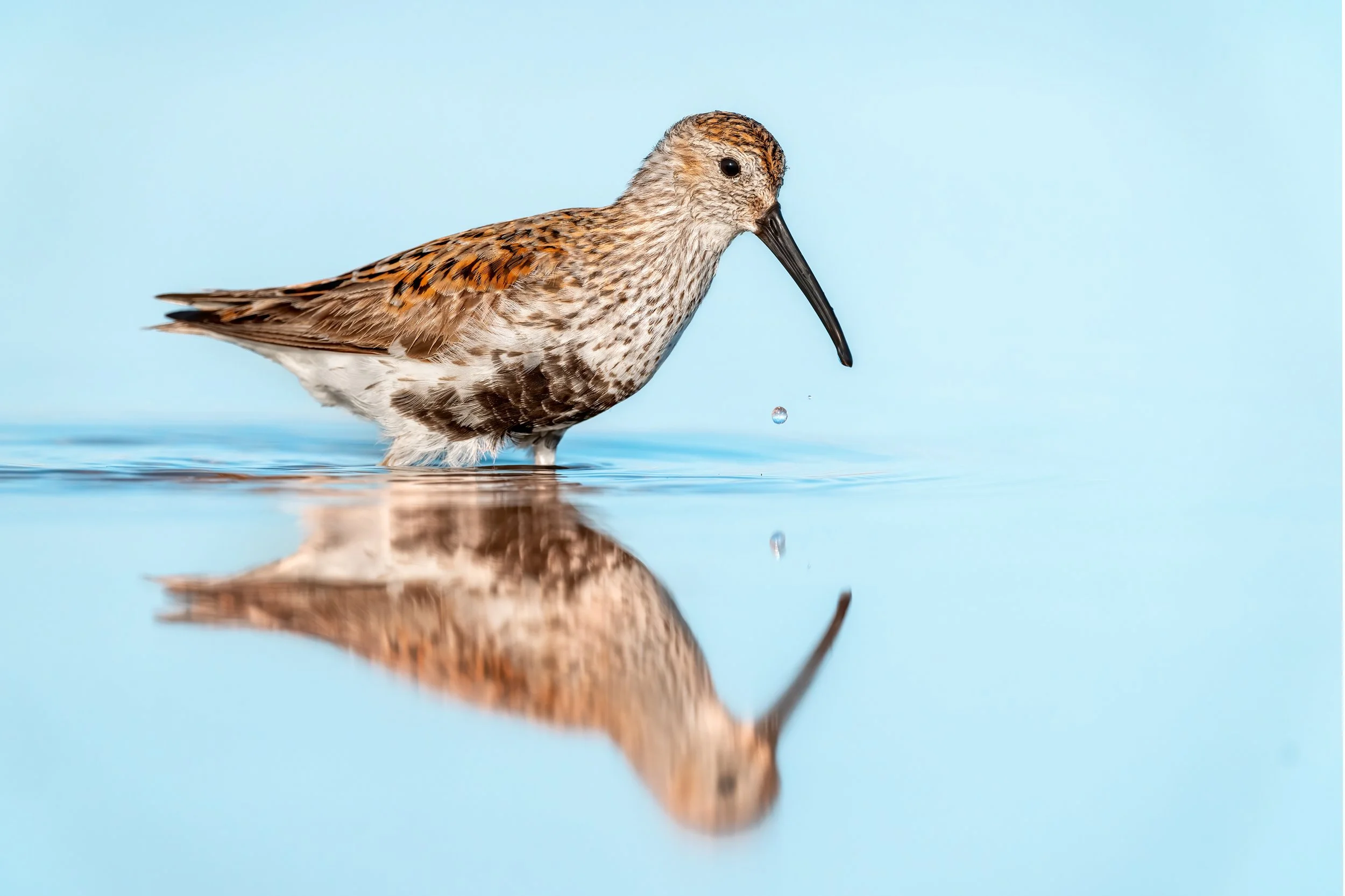 Dunlin