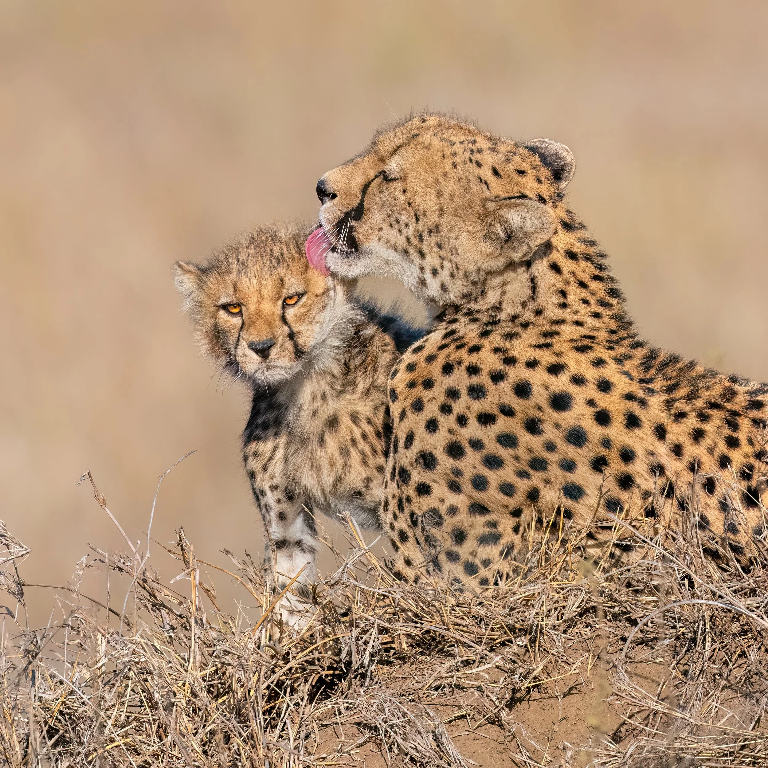 Cheetah mother and cub