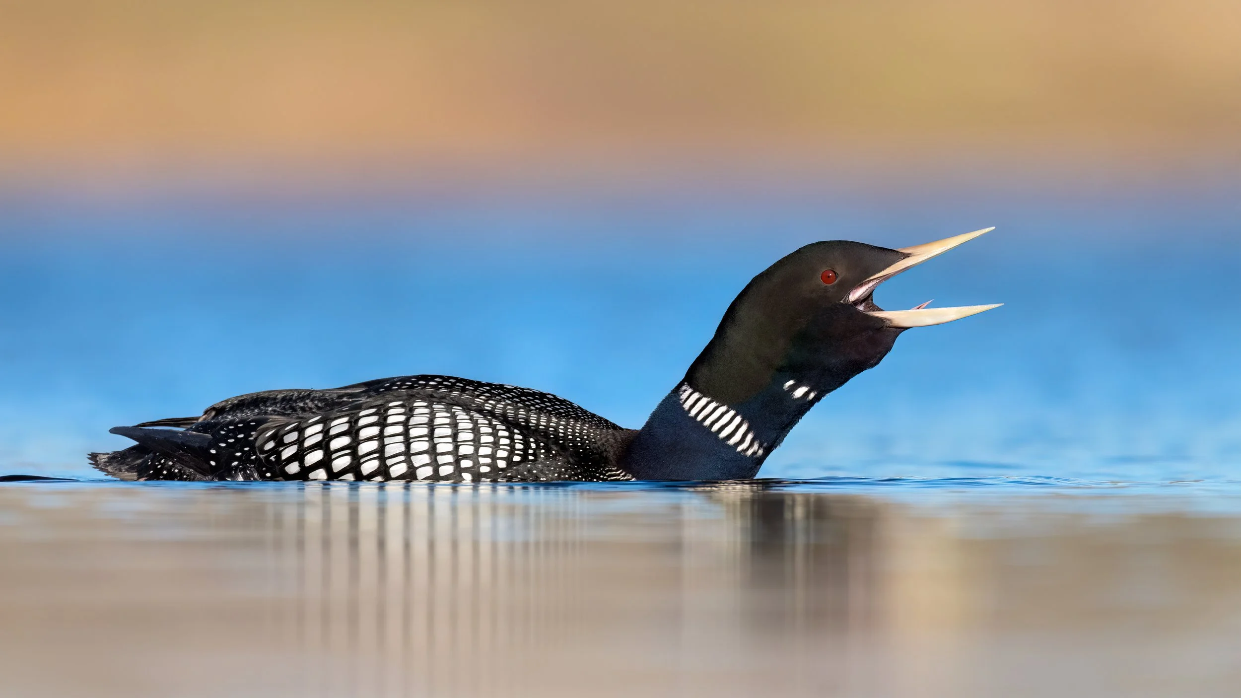 Yellow-billed Loon