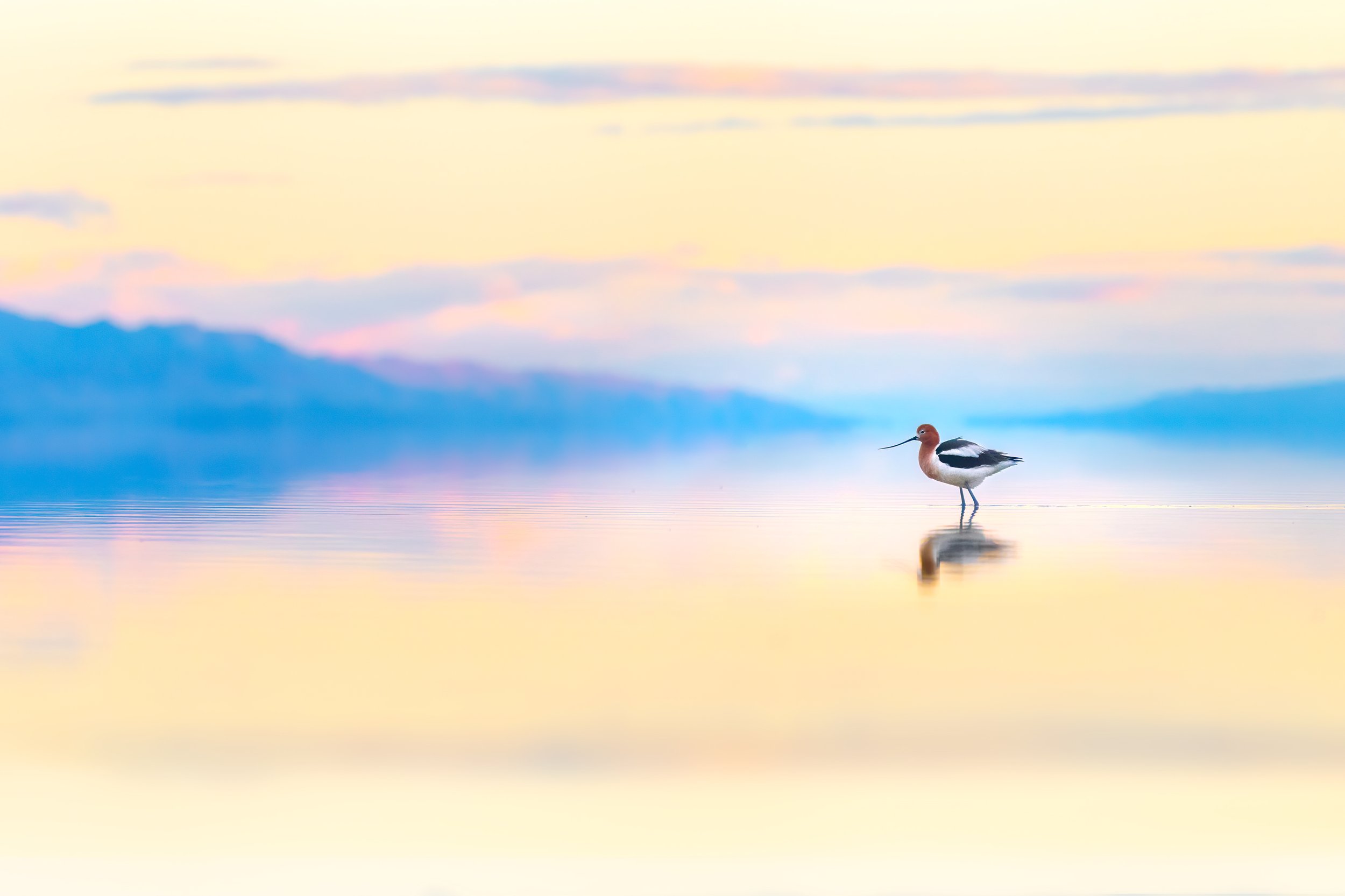 American Avocet