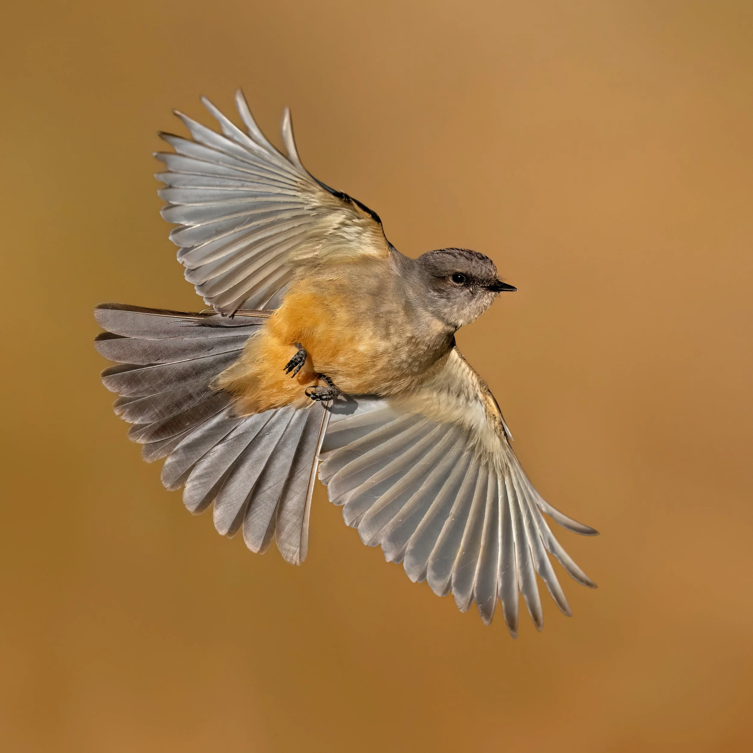 Say's Phoebe