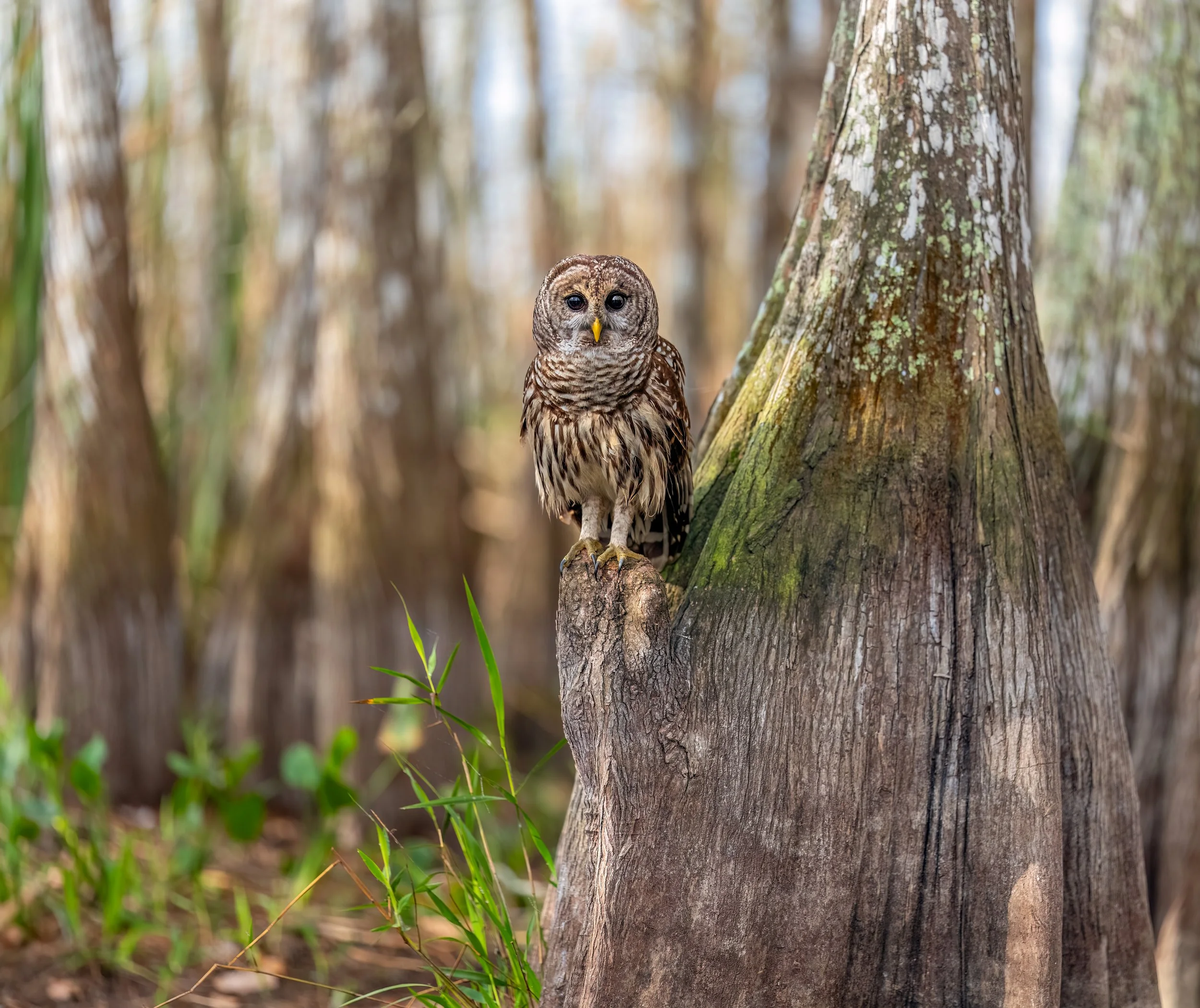Barred Owl